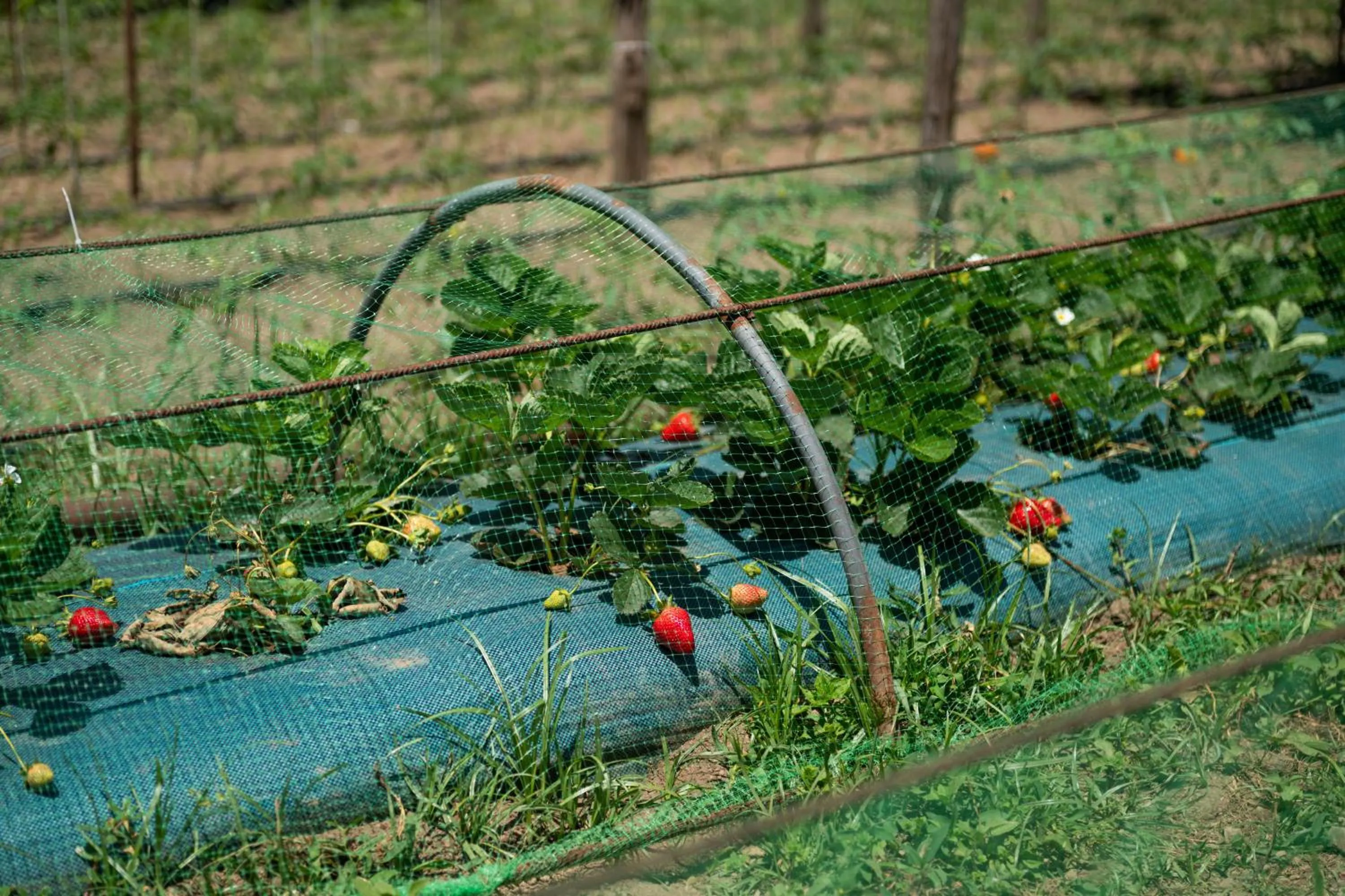 1912 Relais - Sorrento Coast