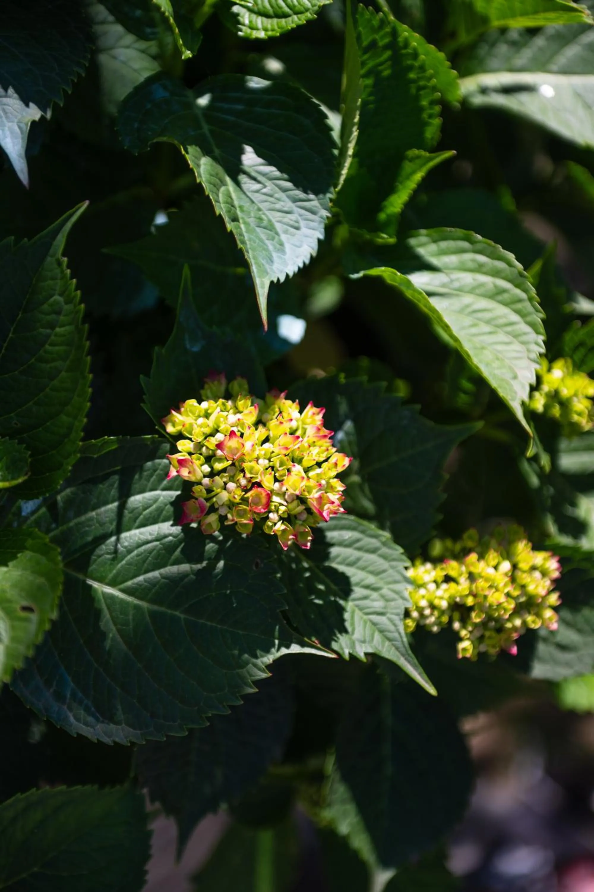1912 Relais - Sorrento Coast