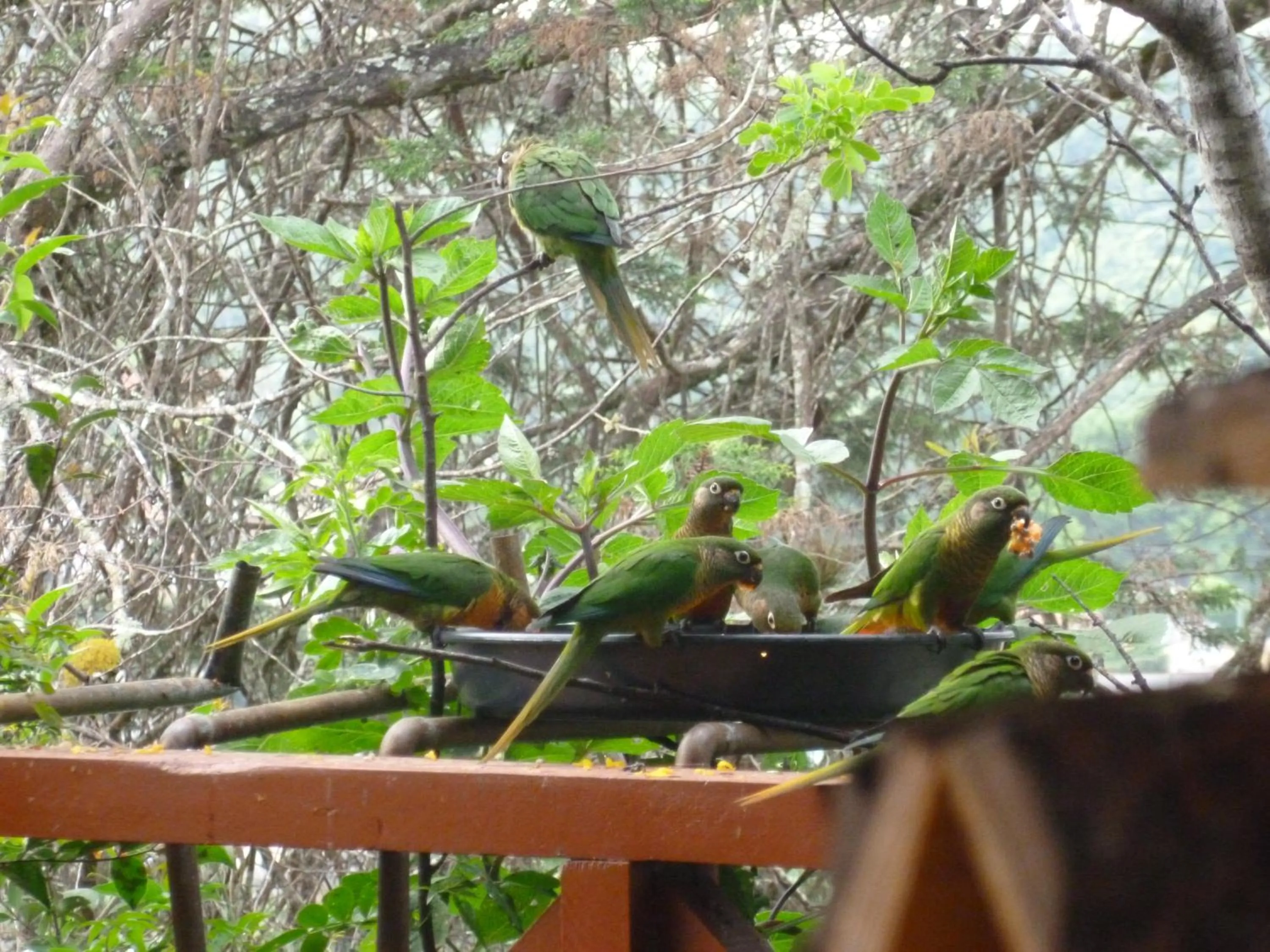 Garden in Pousada dos Esquilos