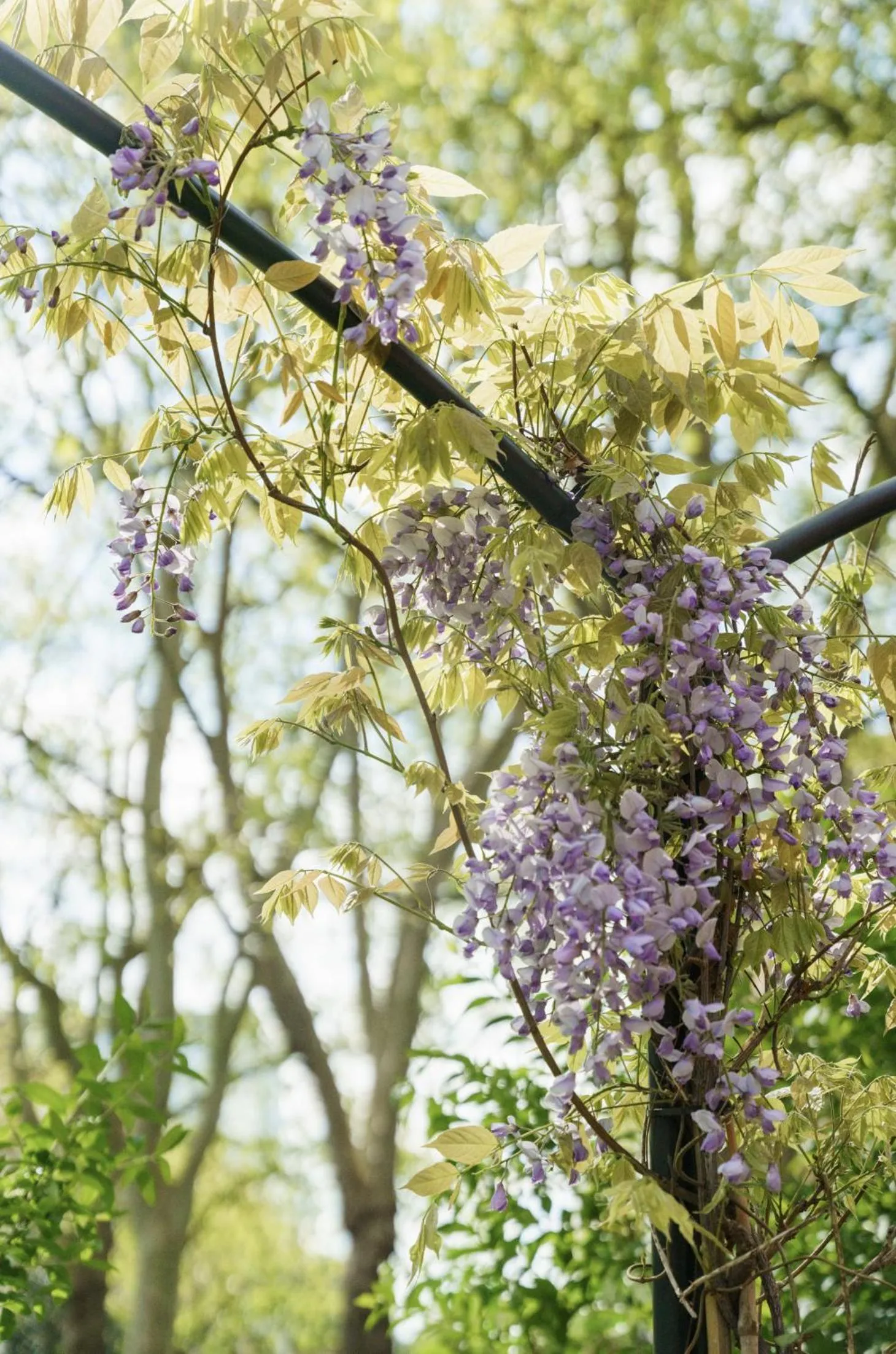 Natural landscape in St Paul's Hotel