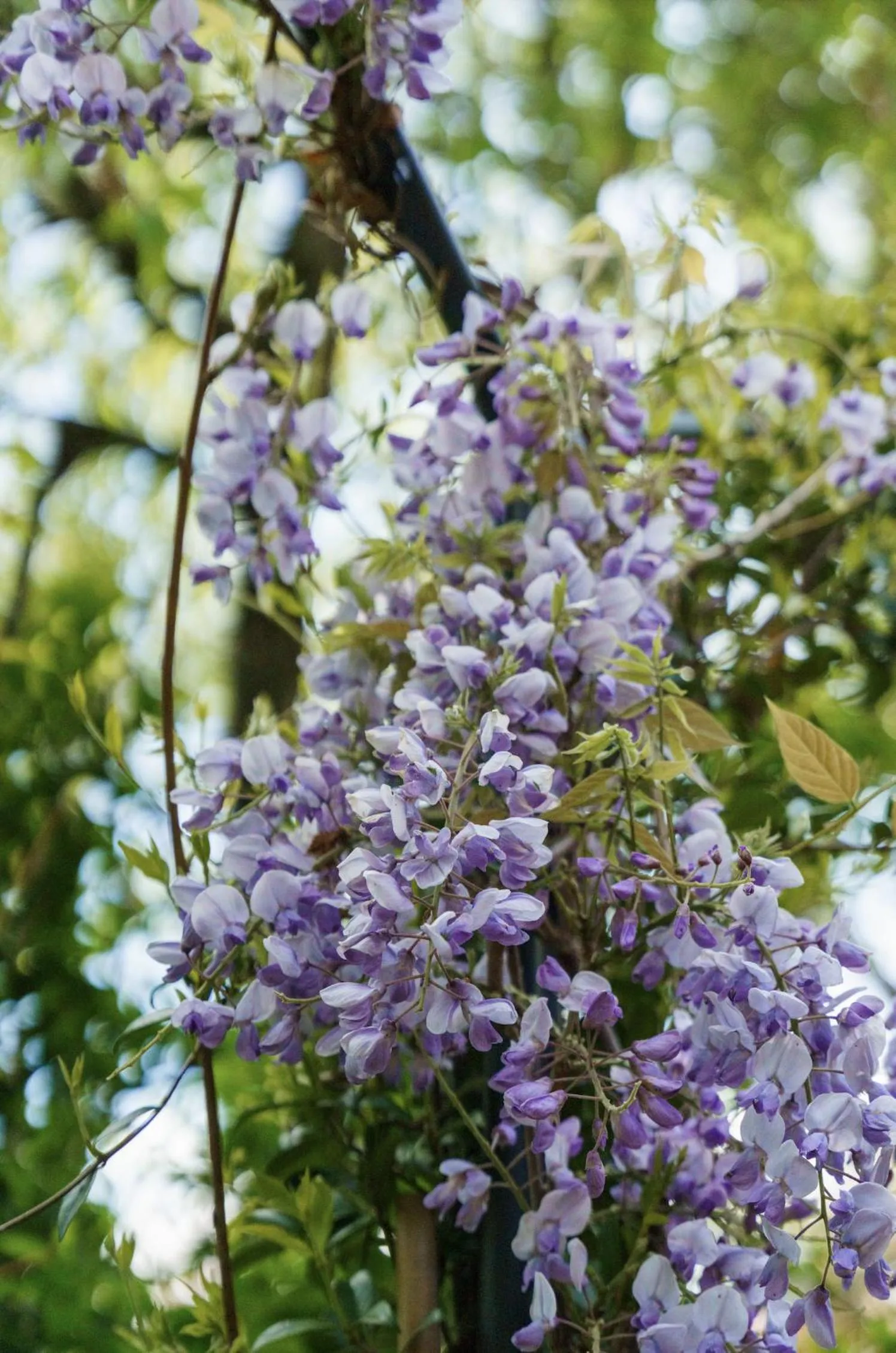 Natural landscape in St Paul's Hotel