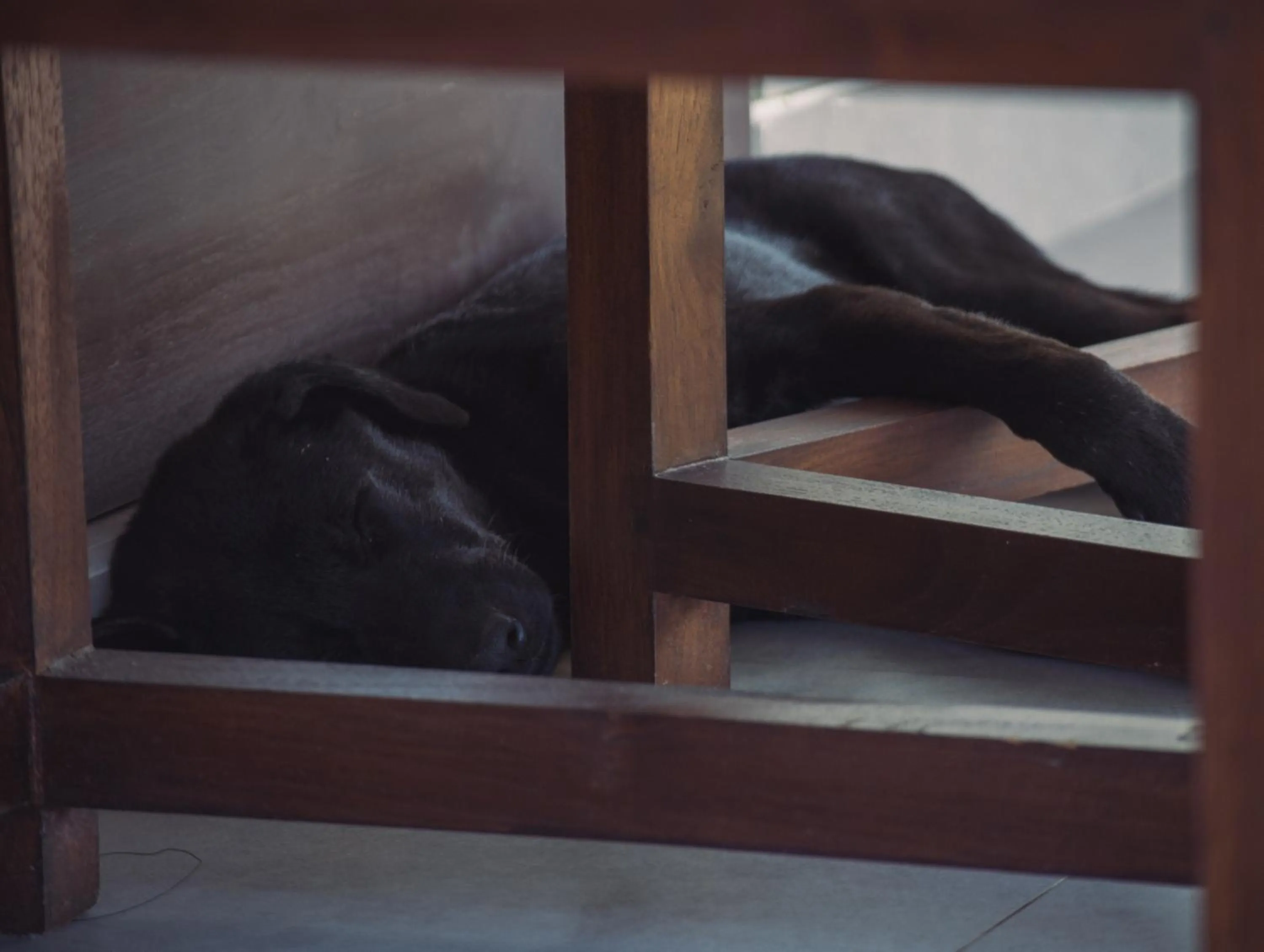 Animals in K Ko Surf Village at Keramas