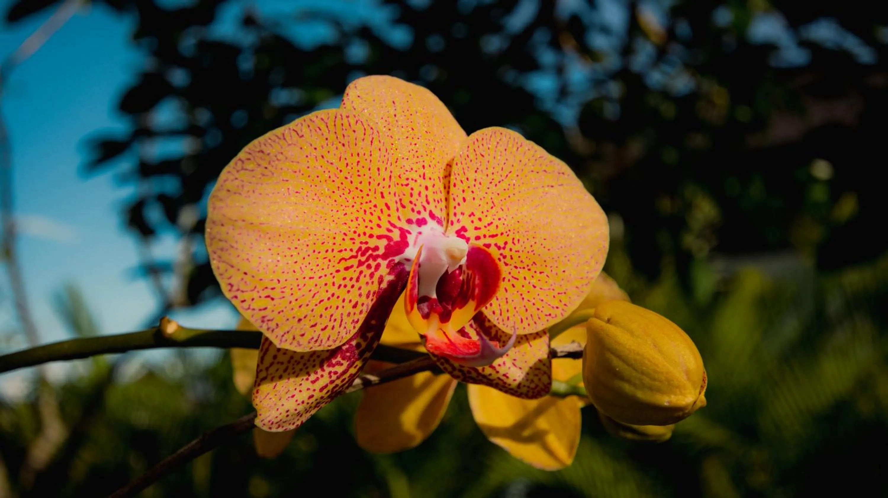 Day in K Ko Surf Village at Keramas