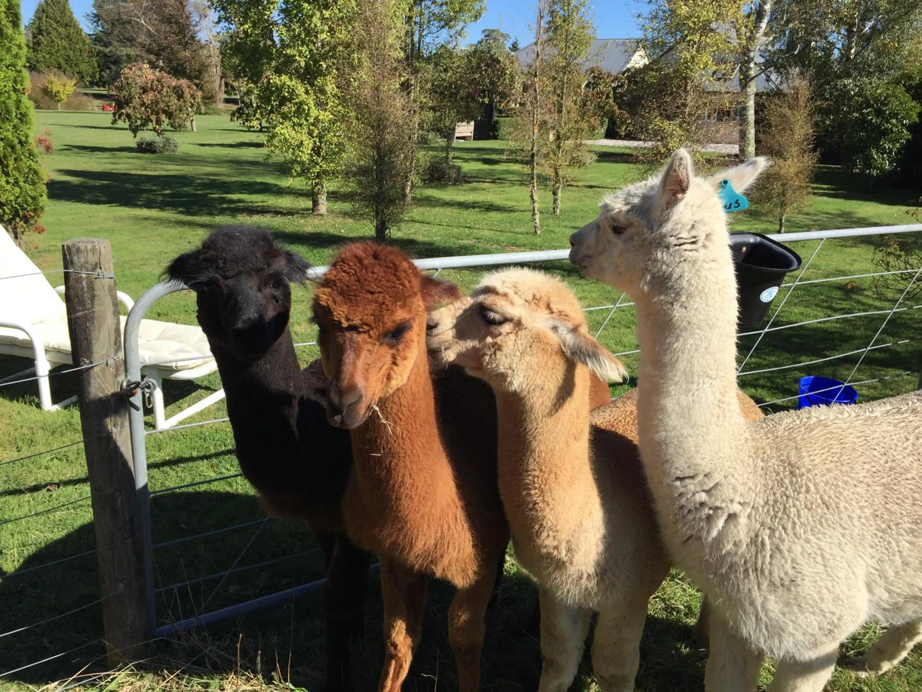 Pets in Ruapehu Country Lodge