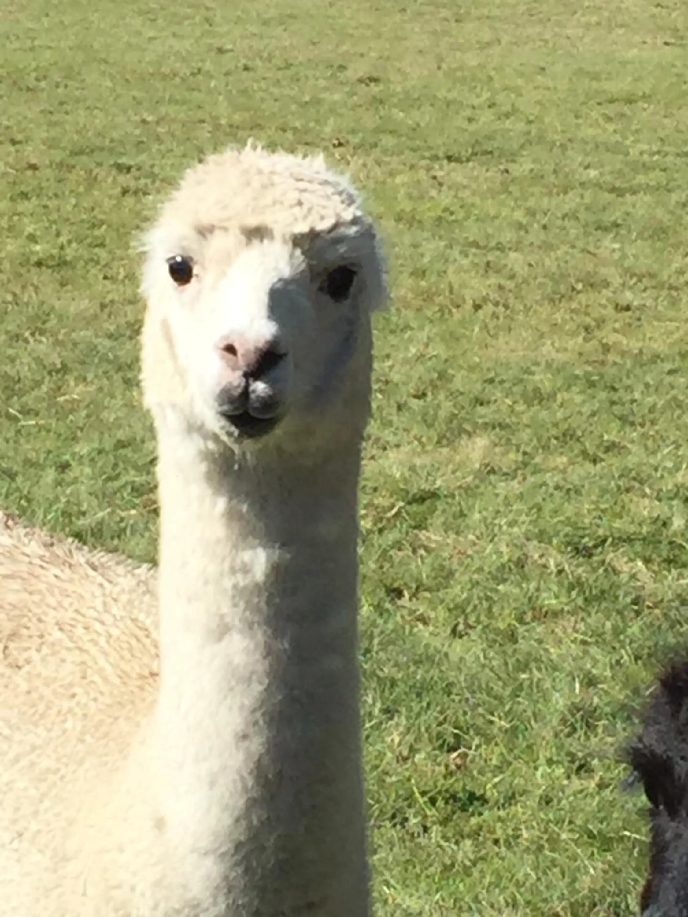Pets in Ruapehu Country Lodge