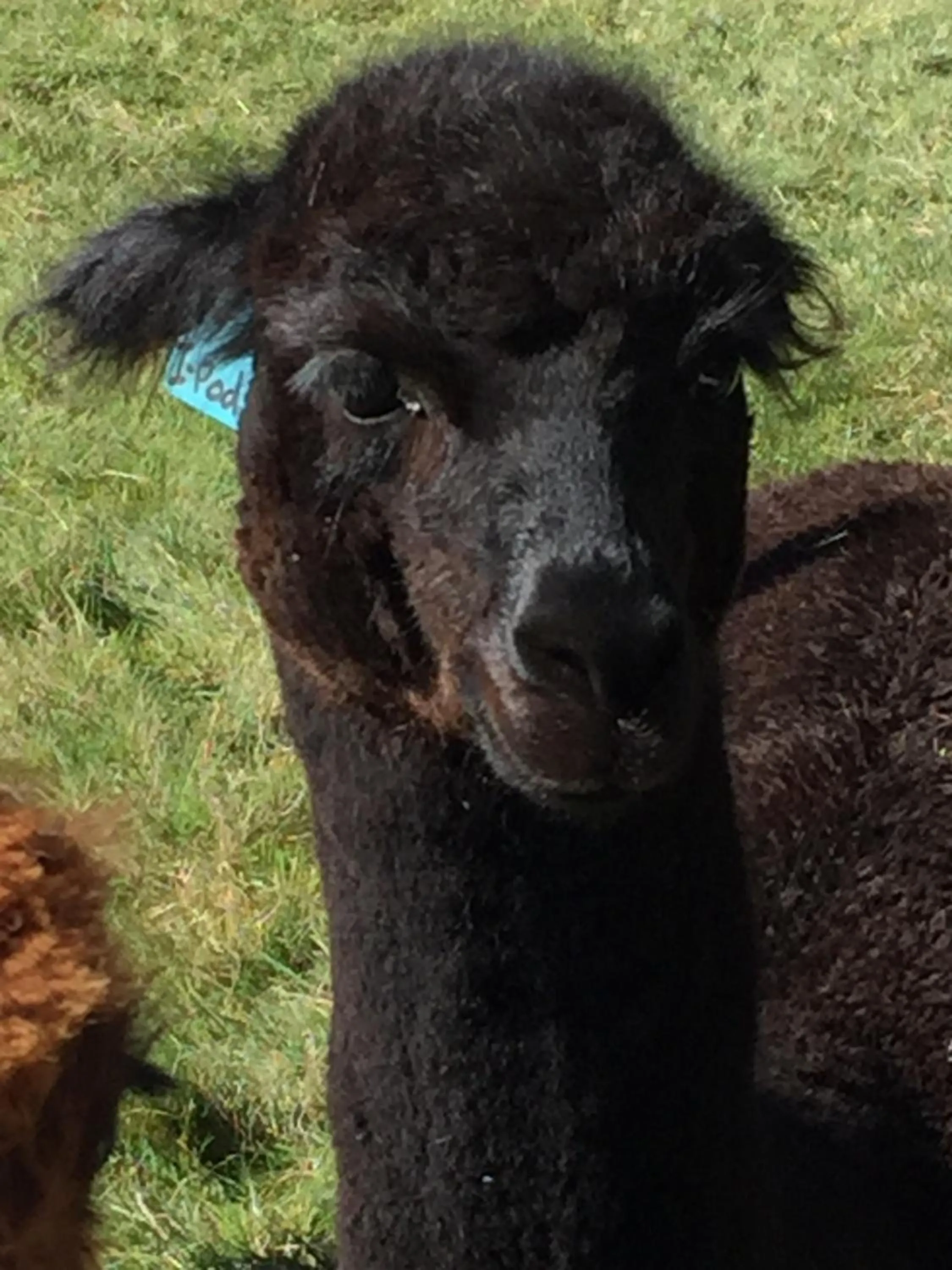 Pets in Ruapehu Country Lodge