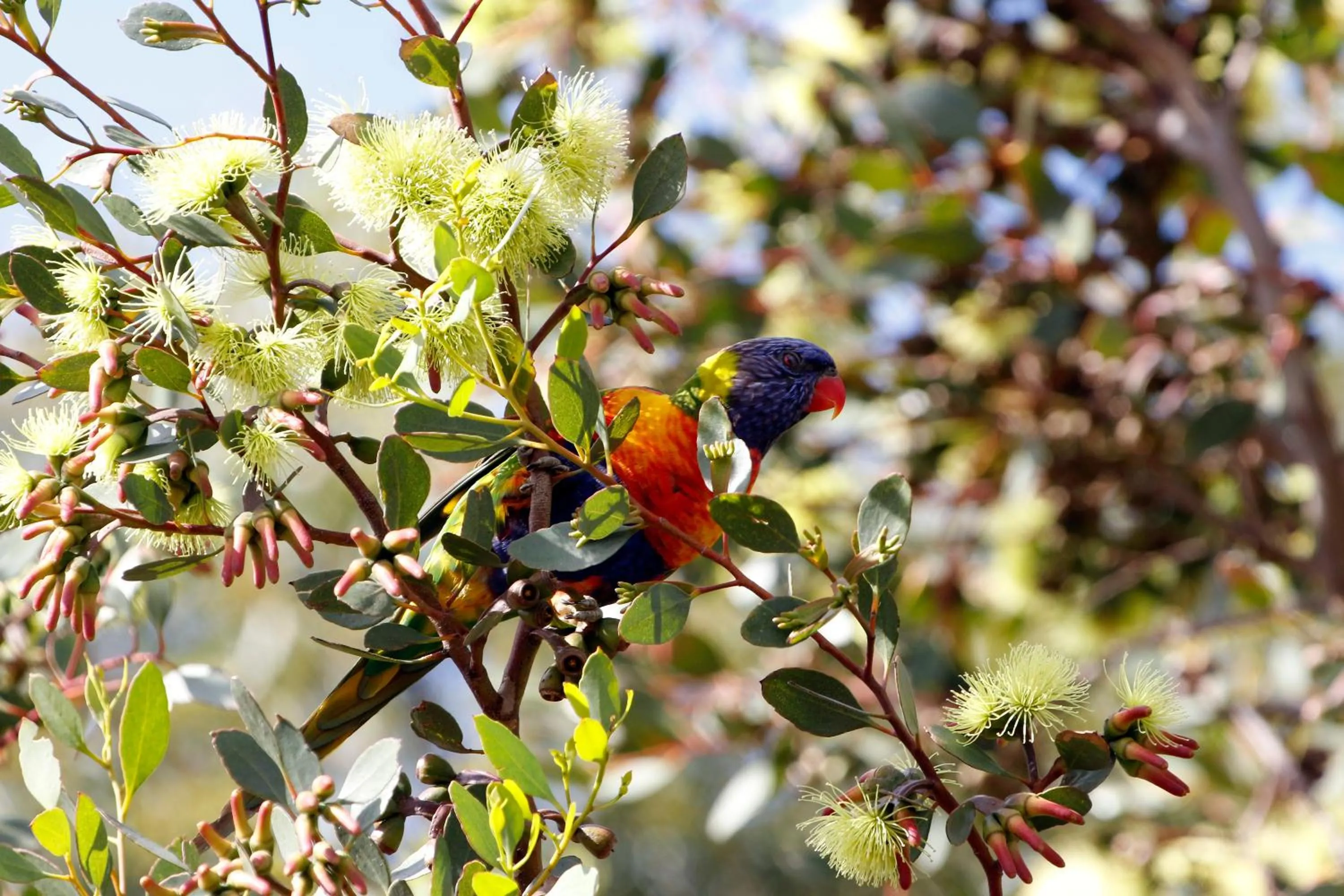 Natural landscape in Cape Jervis Holiday Units