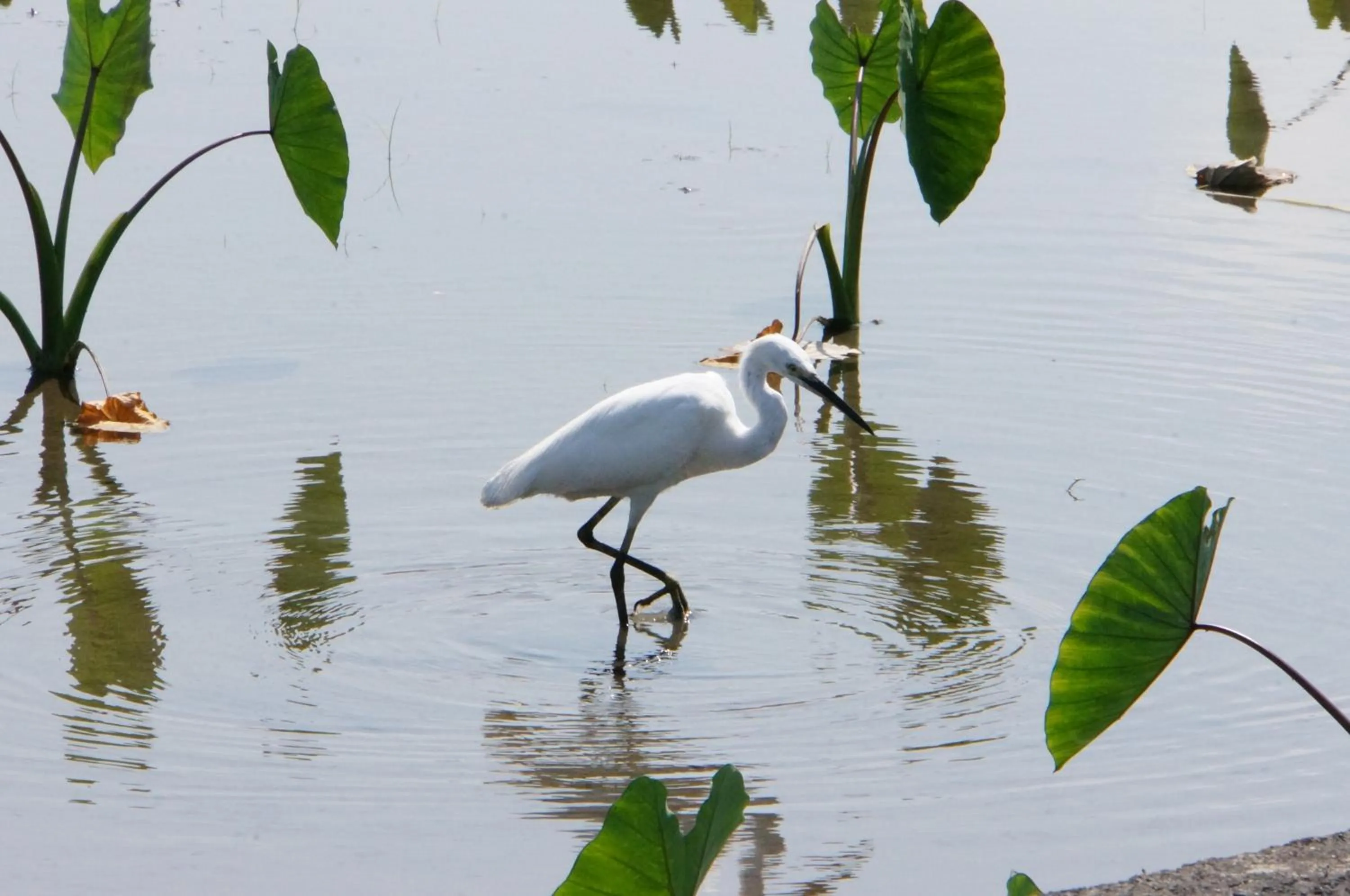 Natural landscape in Park 61