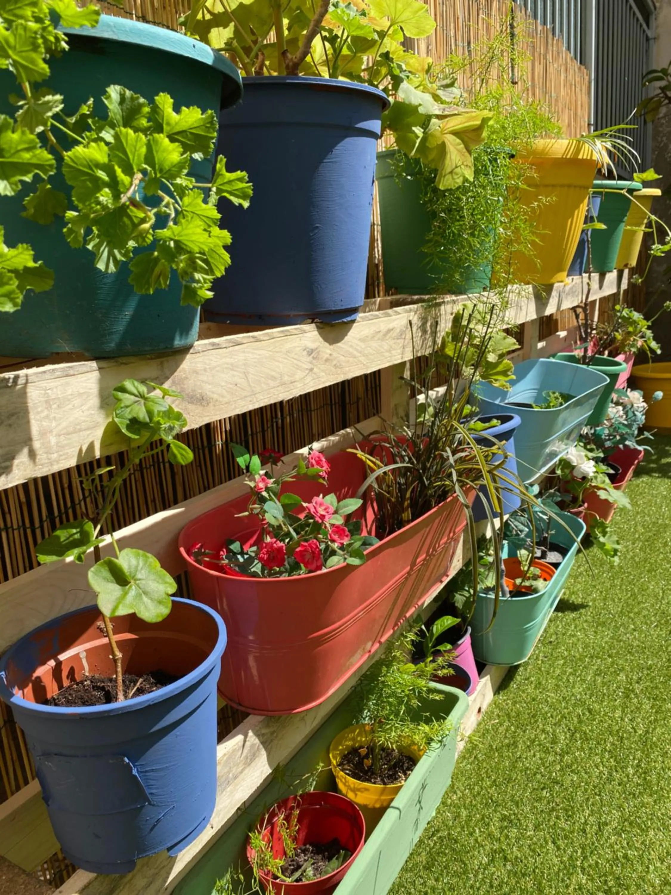 Garden in Olive Tree