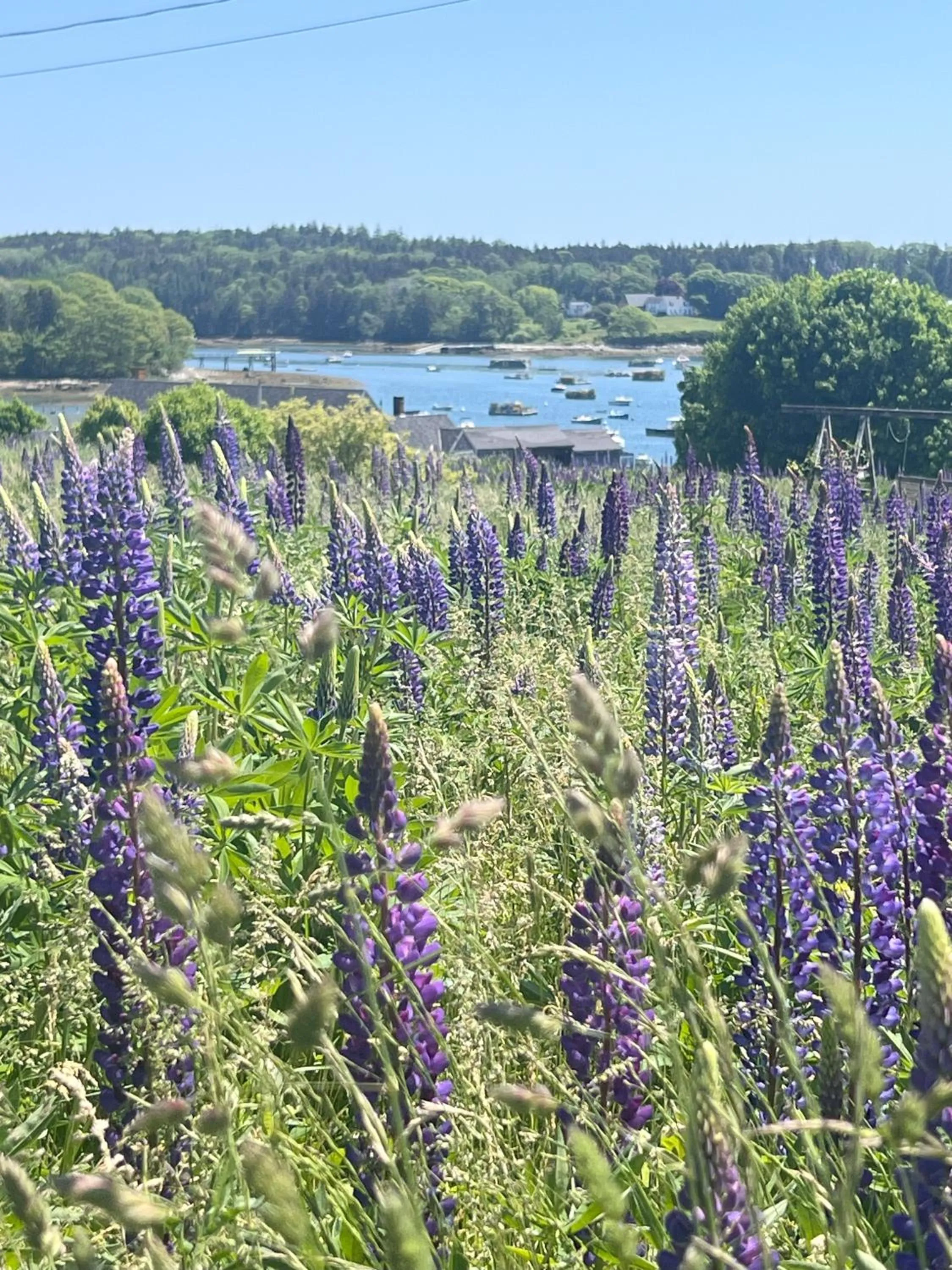 Trade Winds on the Bay