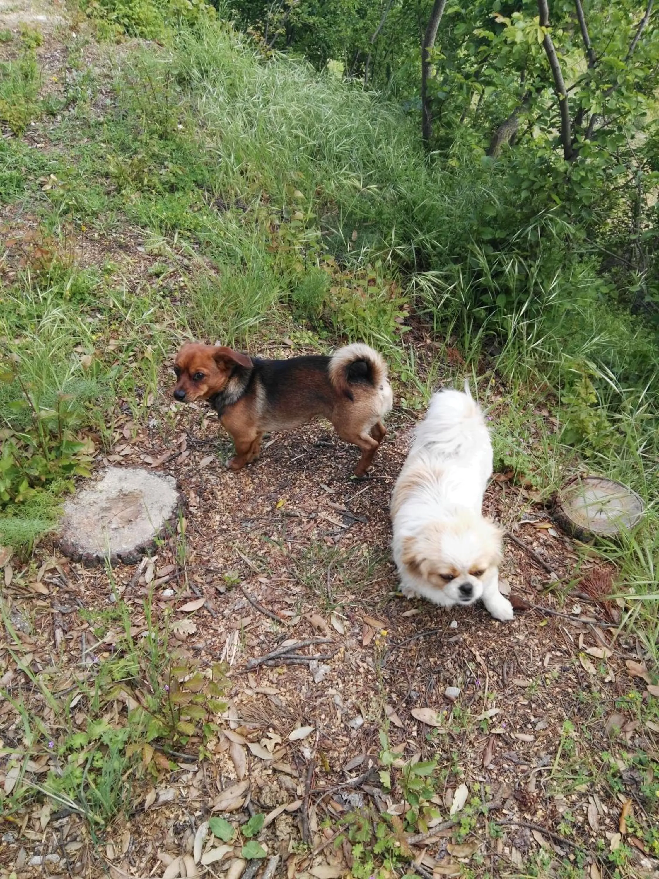 Pets in Hotel Miramonti Seulo Turismo Rurale