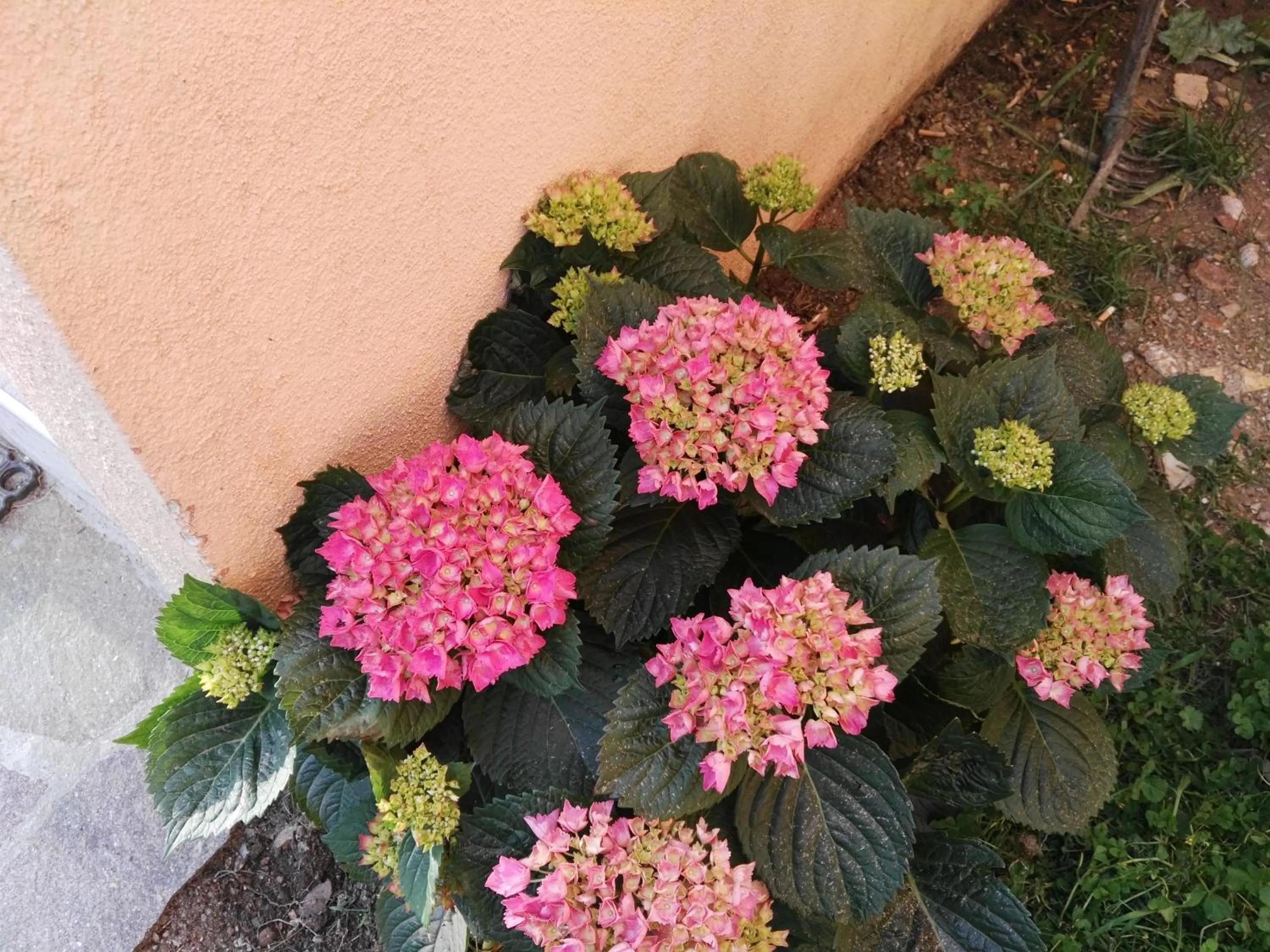 Garden in Hotel Miramonti Seulo Turismo Rurale
