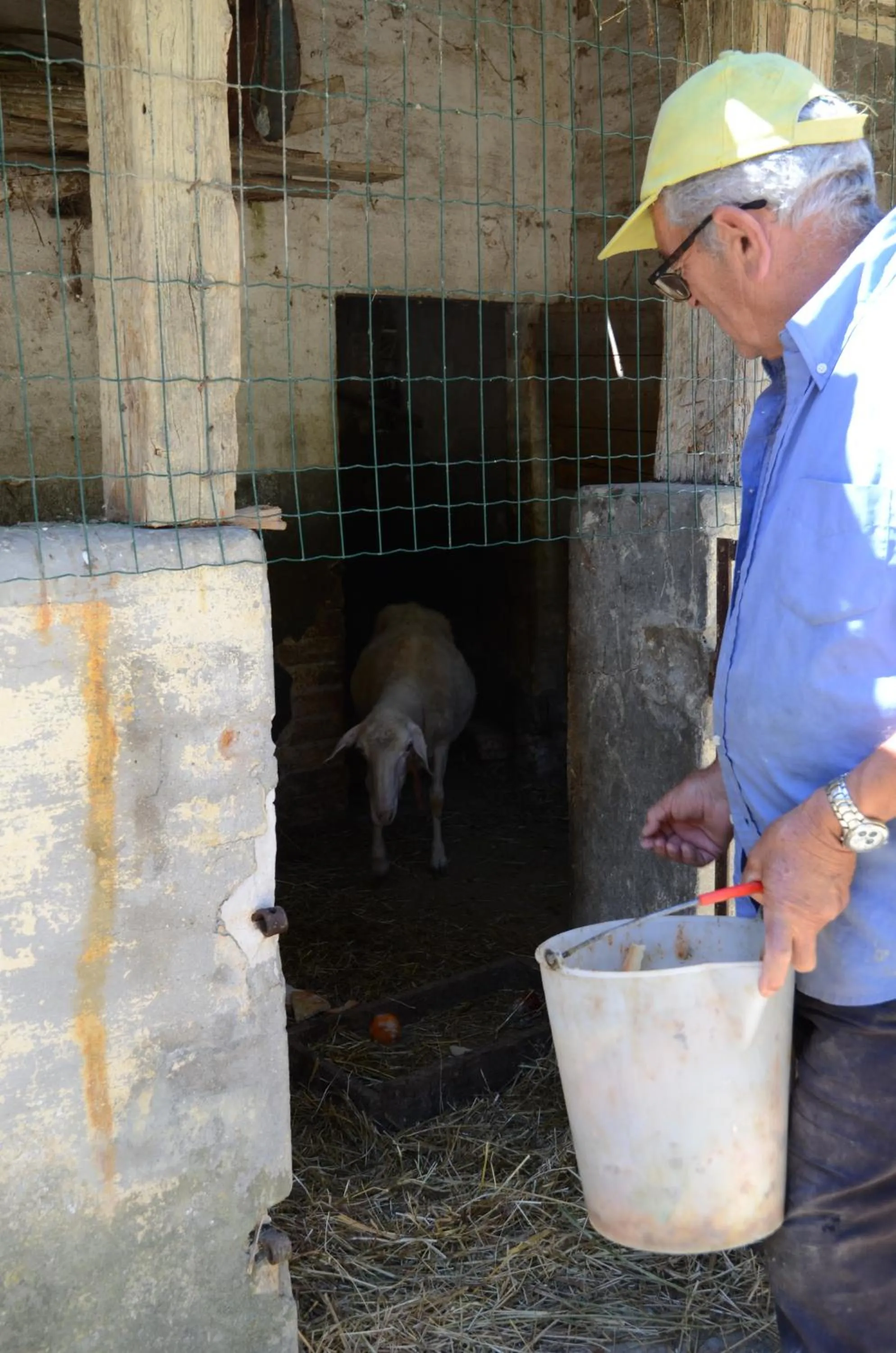 Animals in Il Vecchio Pioppo