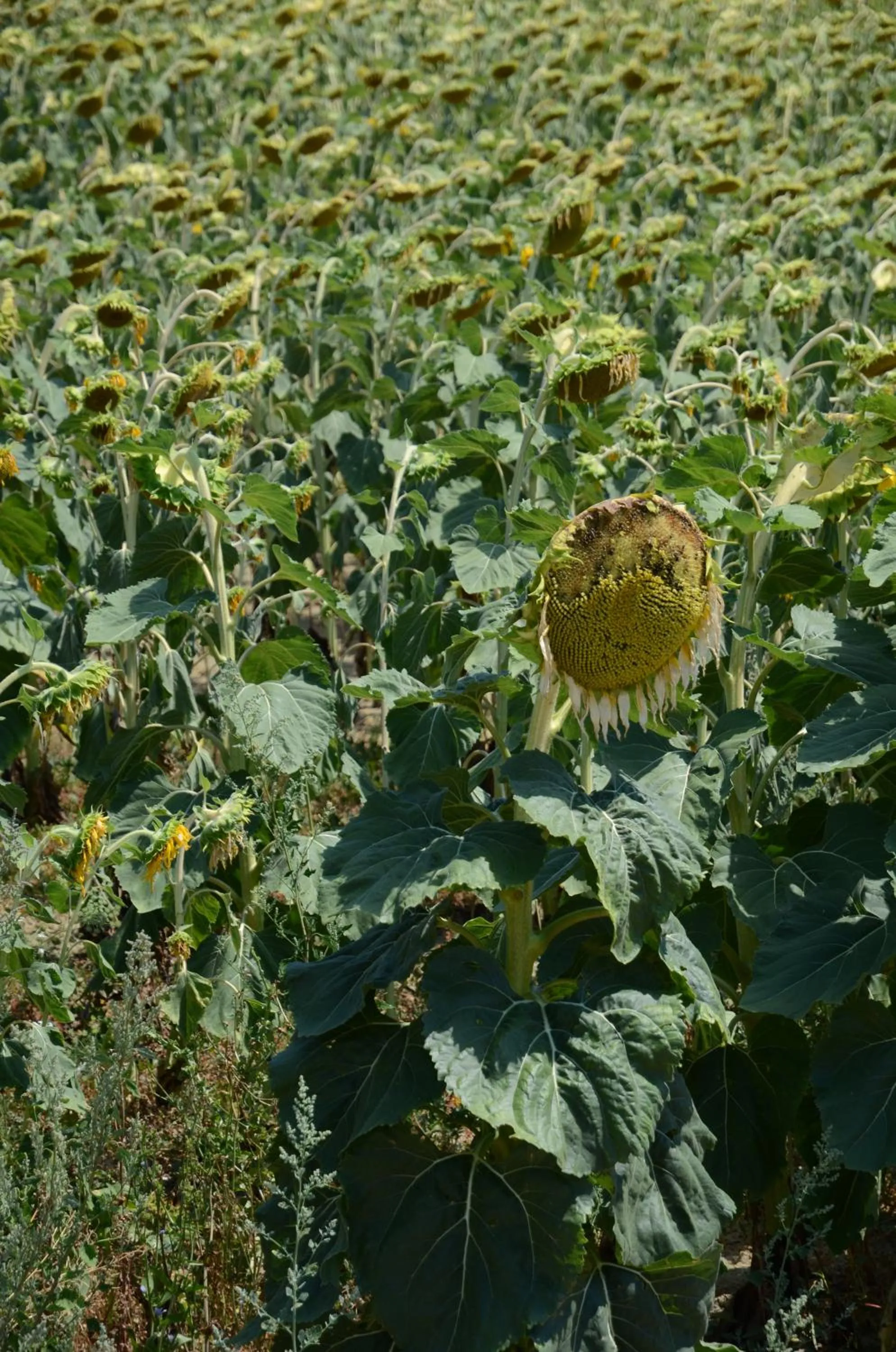 View (from property/room) in Il Vecchio Pioppo