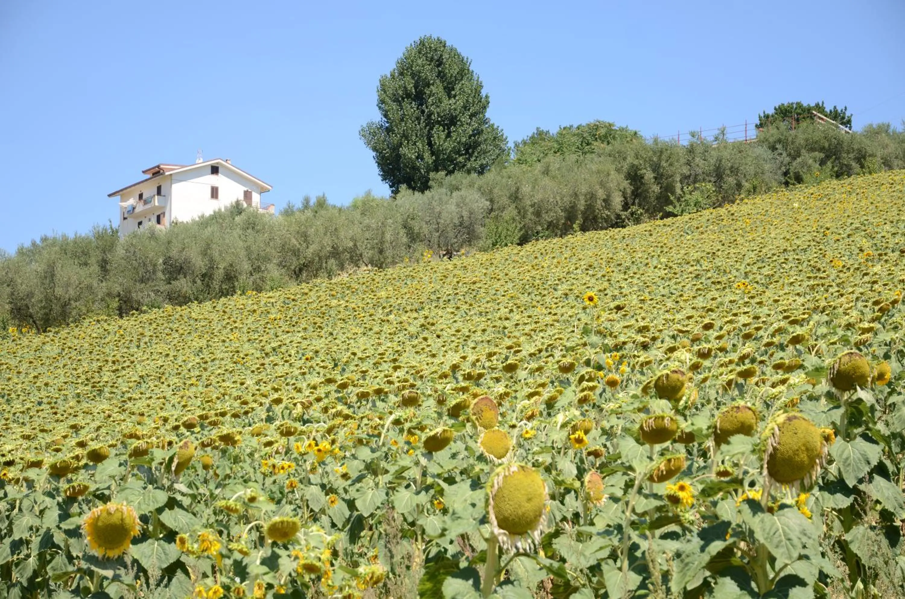 View (from property/room) in Il Vecchio Pioppo