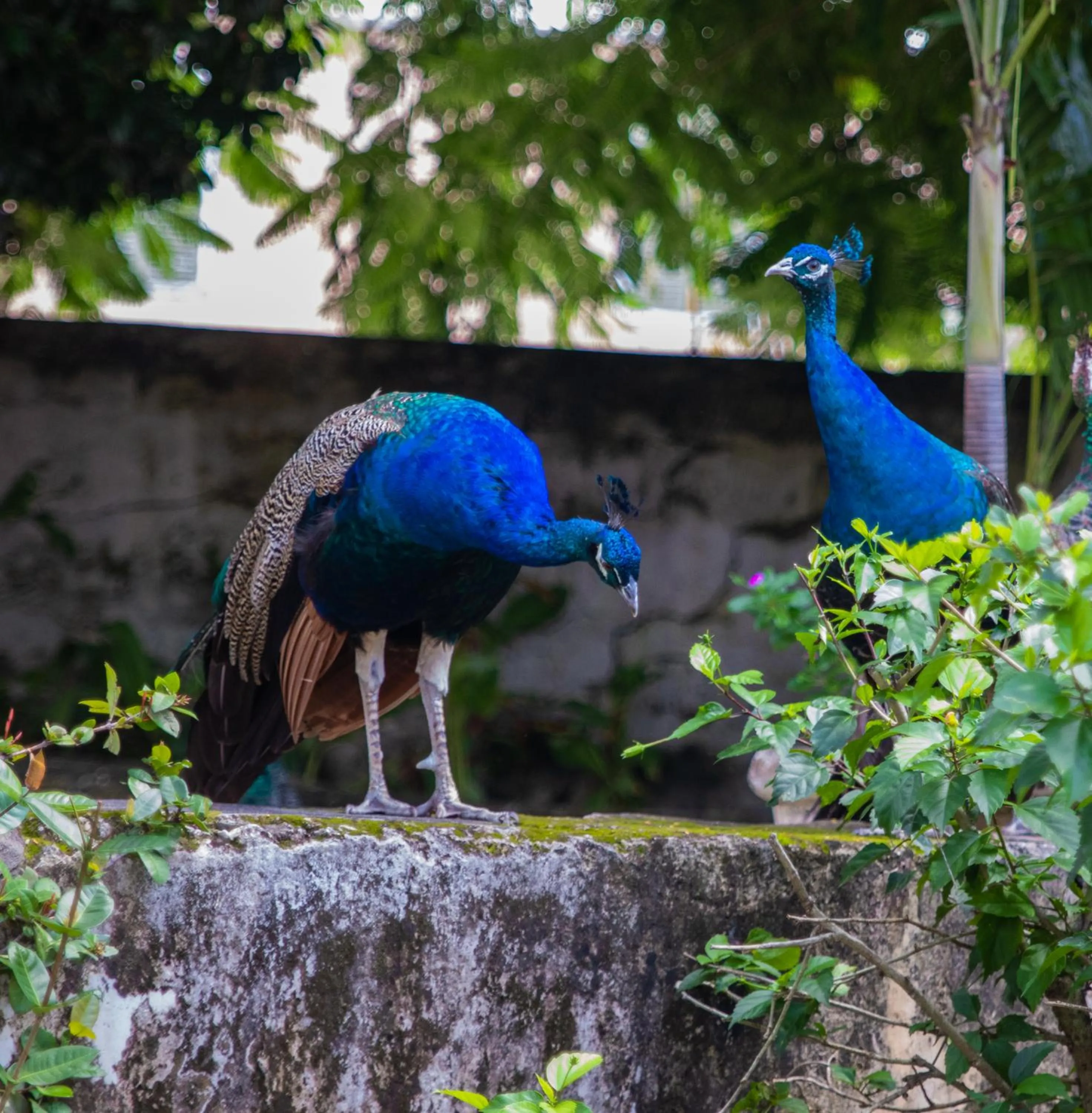 Animals in Sweetfield Manor
