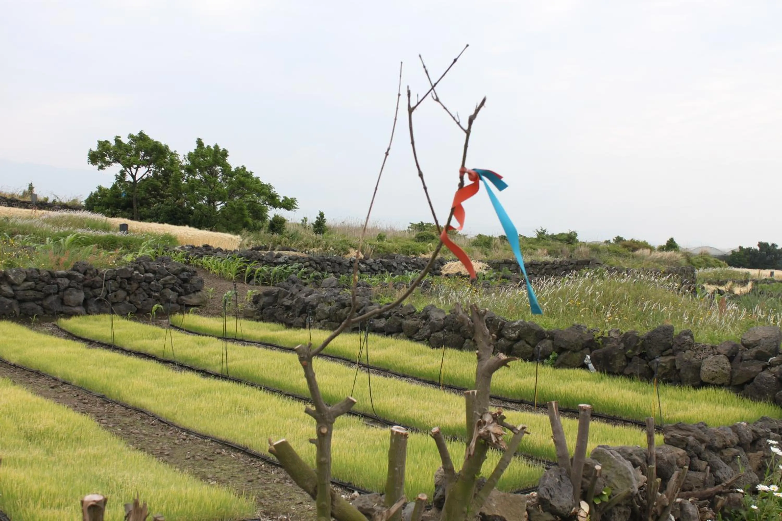 Day in Jeju Gillime Pension