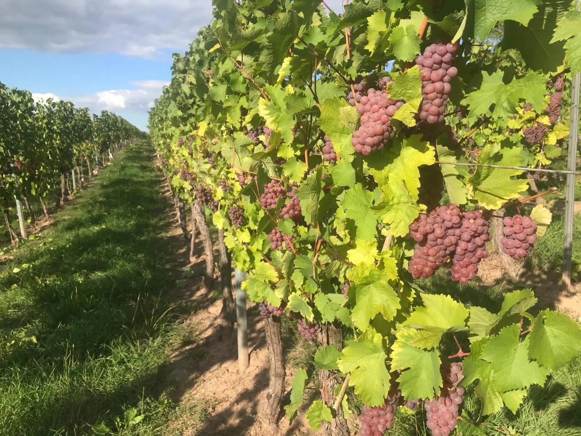 Natural landscape in Gästehaus und Weingut Bernd Frieden