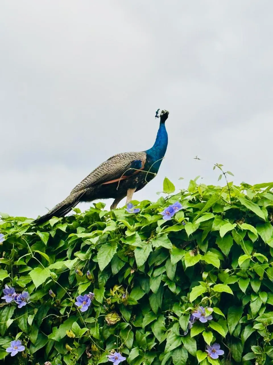 Airport J Dream Resort