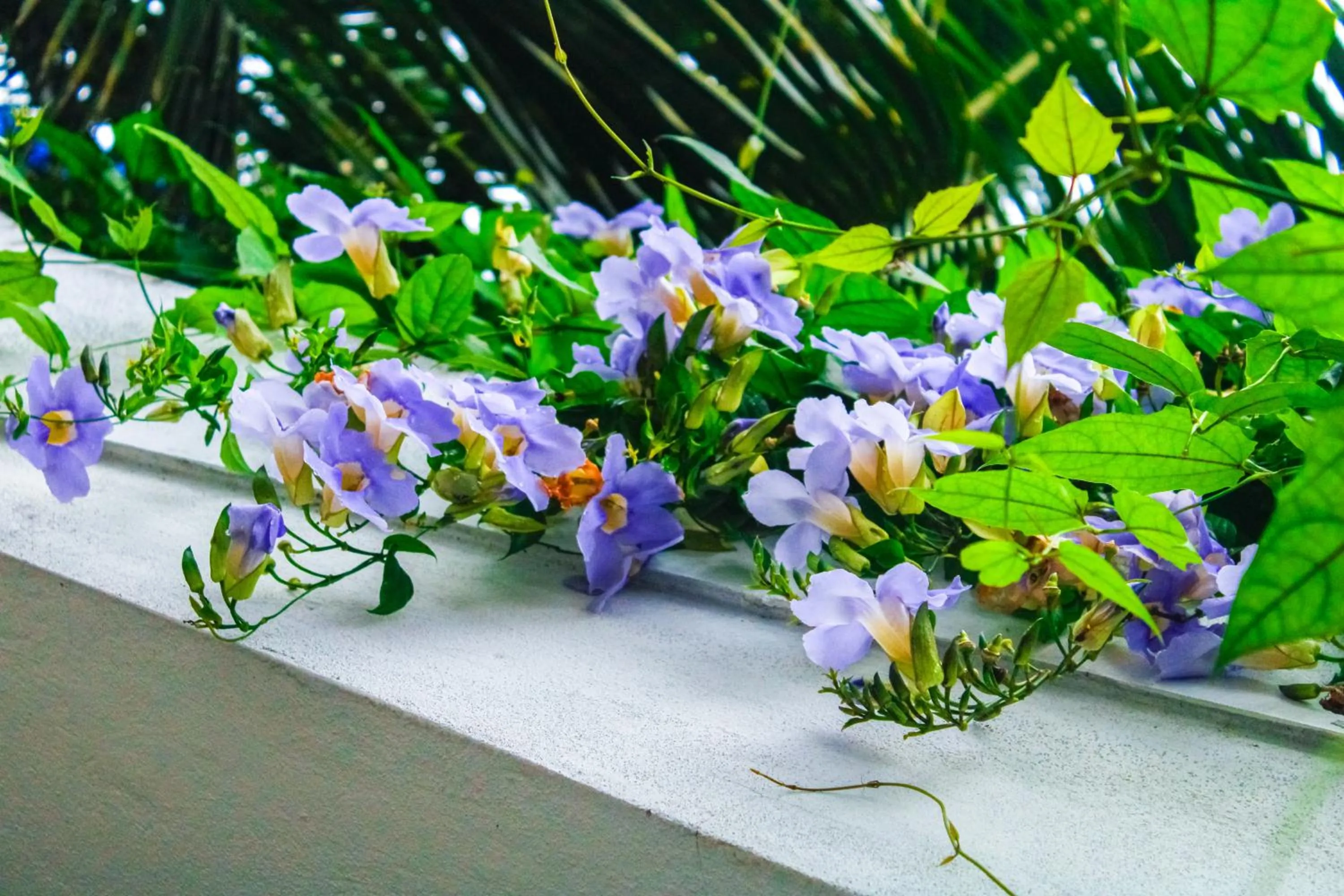 Airport J Dream Resort