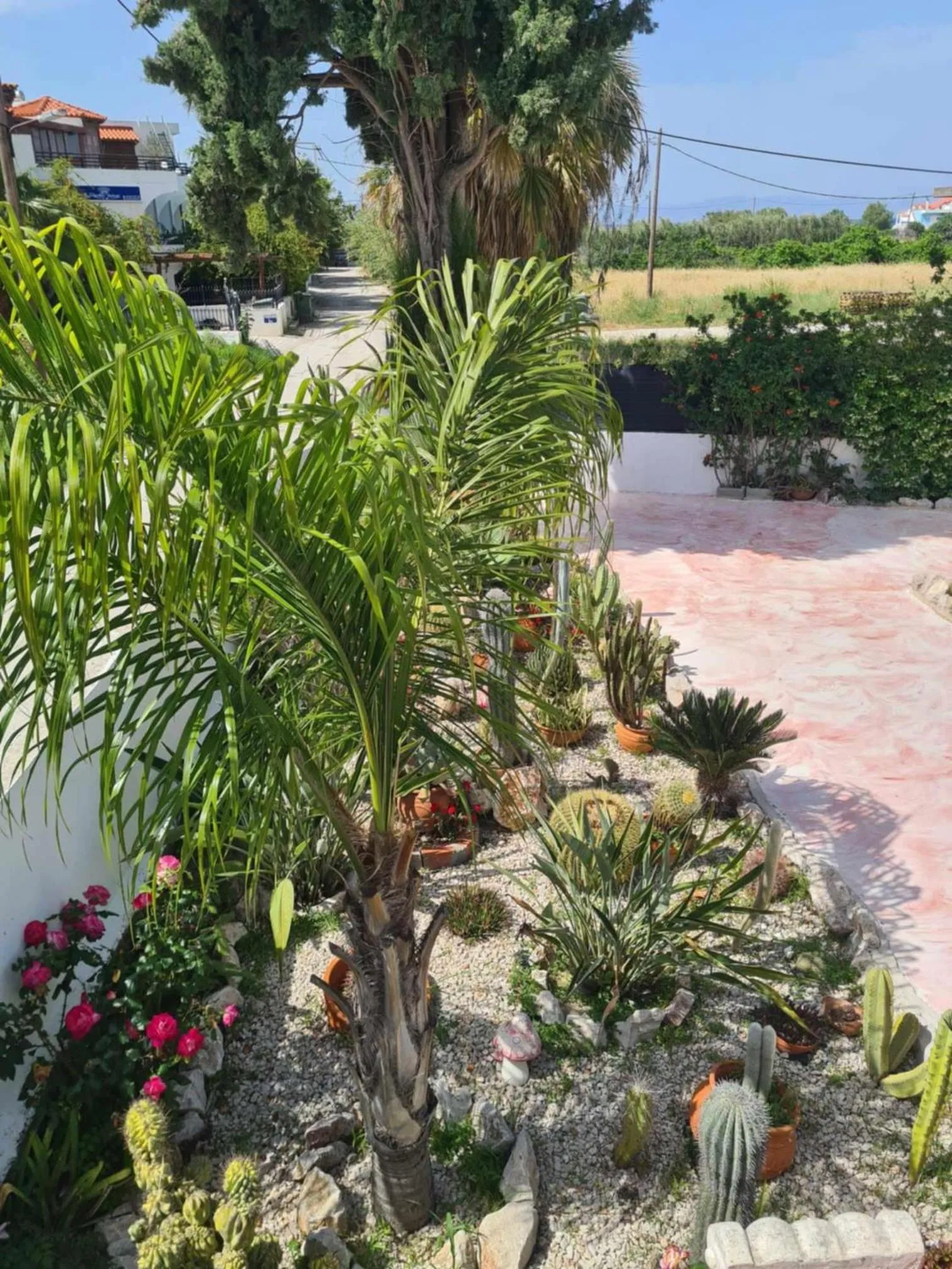 Cactus Living