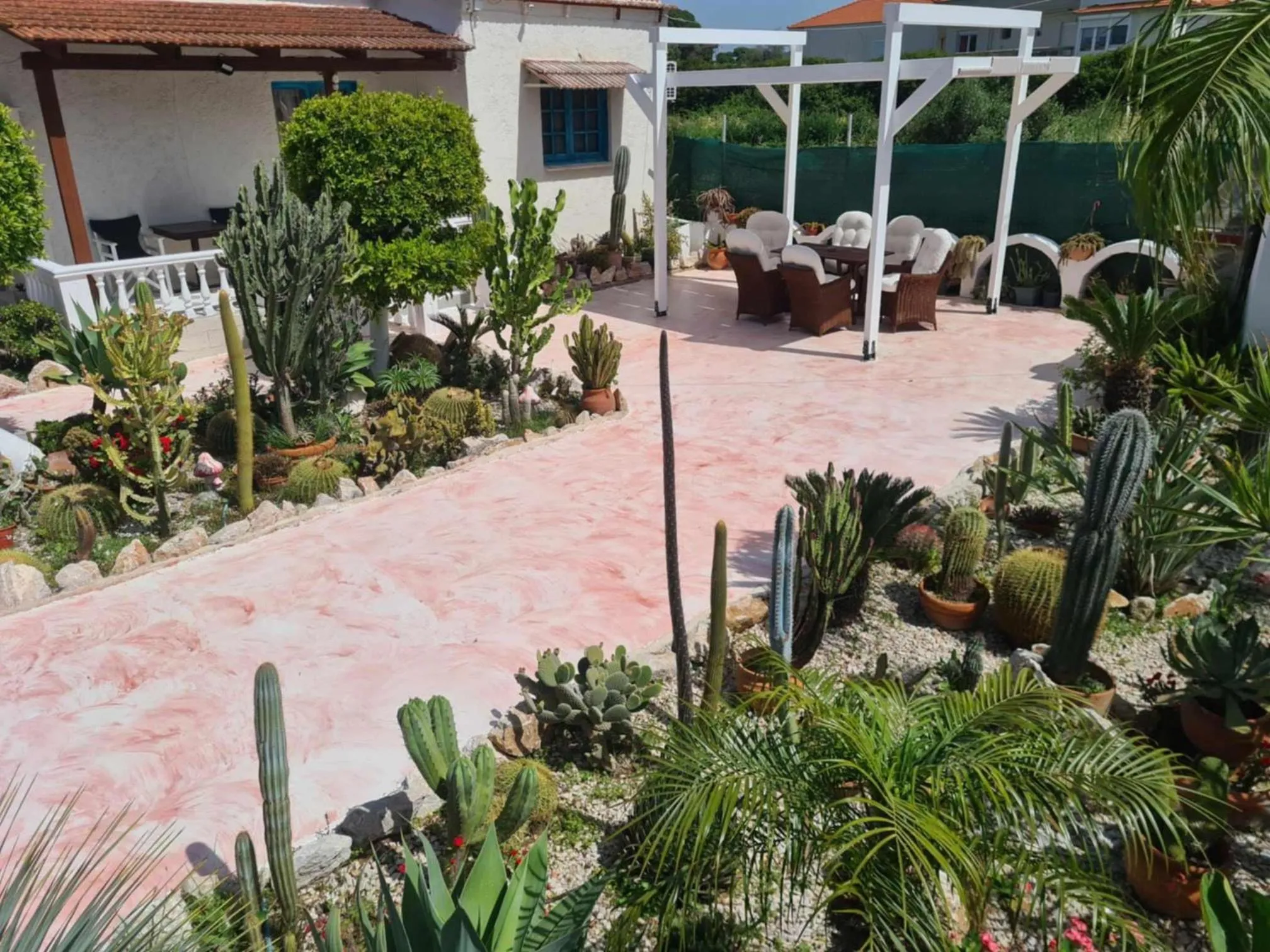 Cactus Living