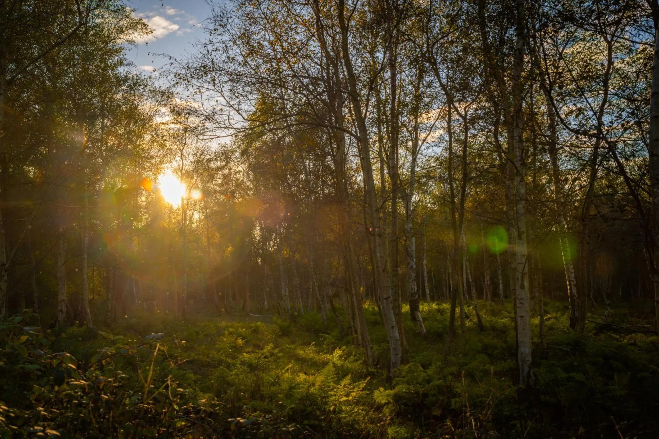 Natural landscape in Camping de Brem