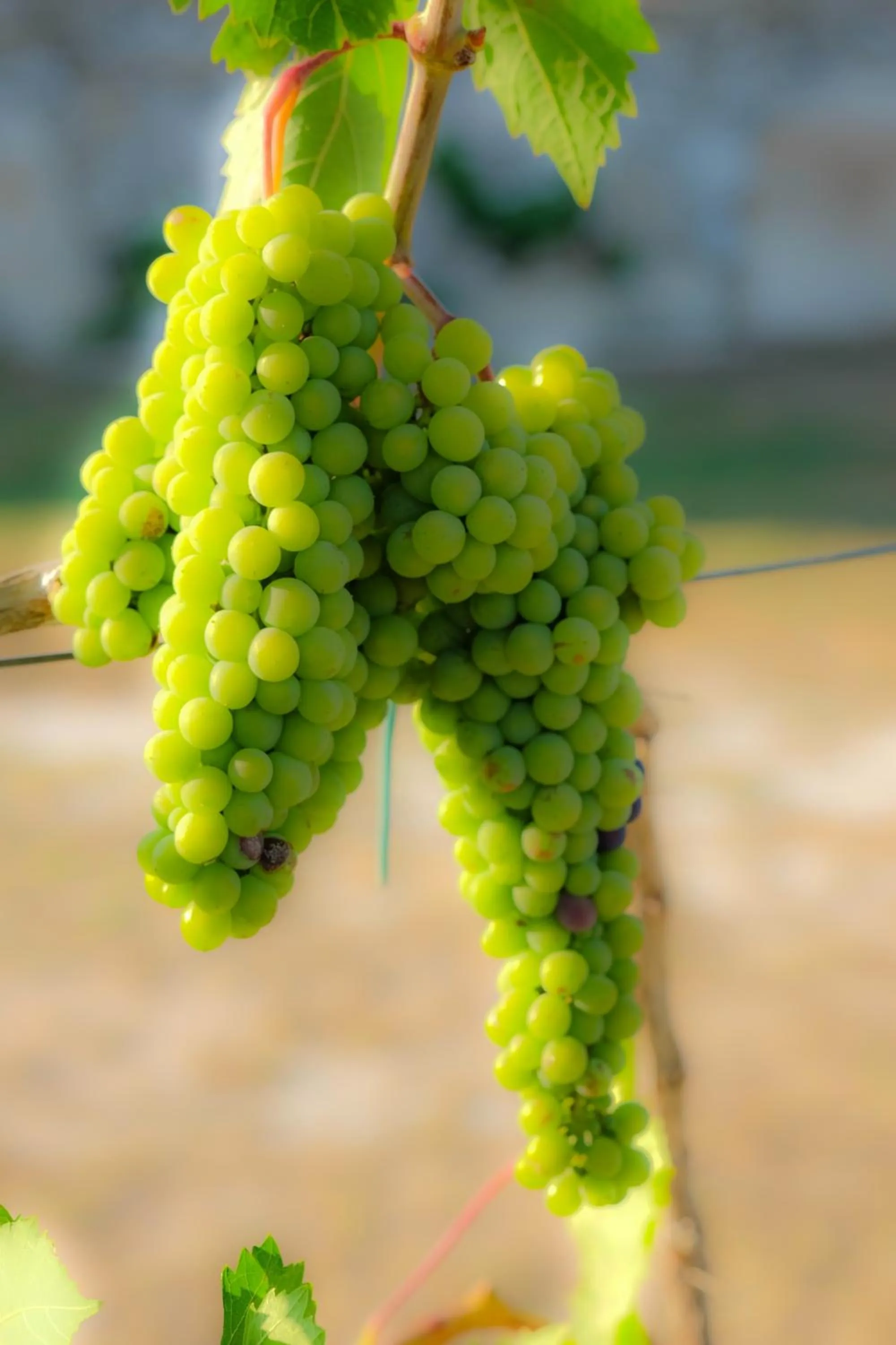 Food and drinks in Agriturismo Il Megalite