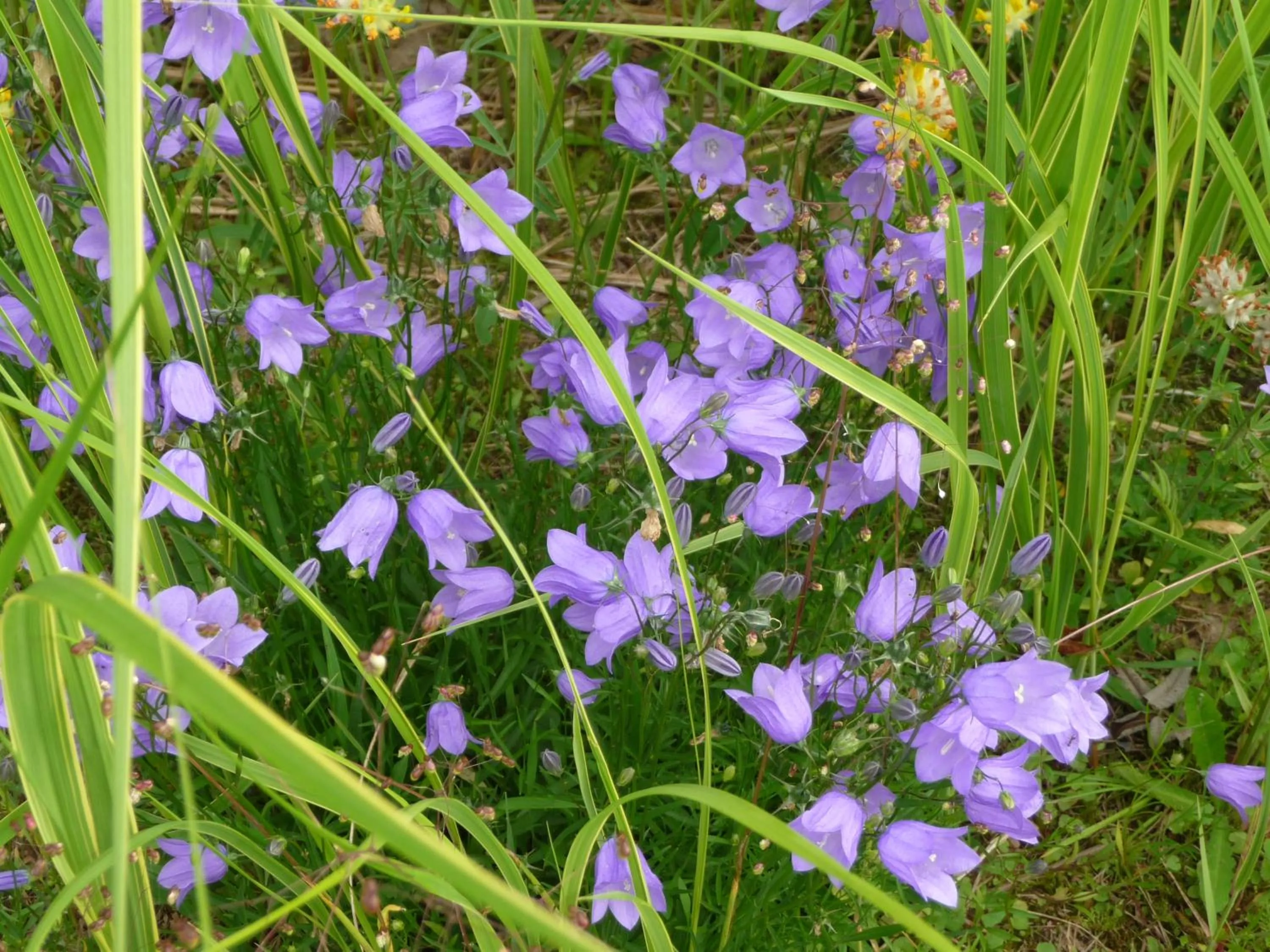 Summer in Selatuinen