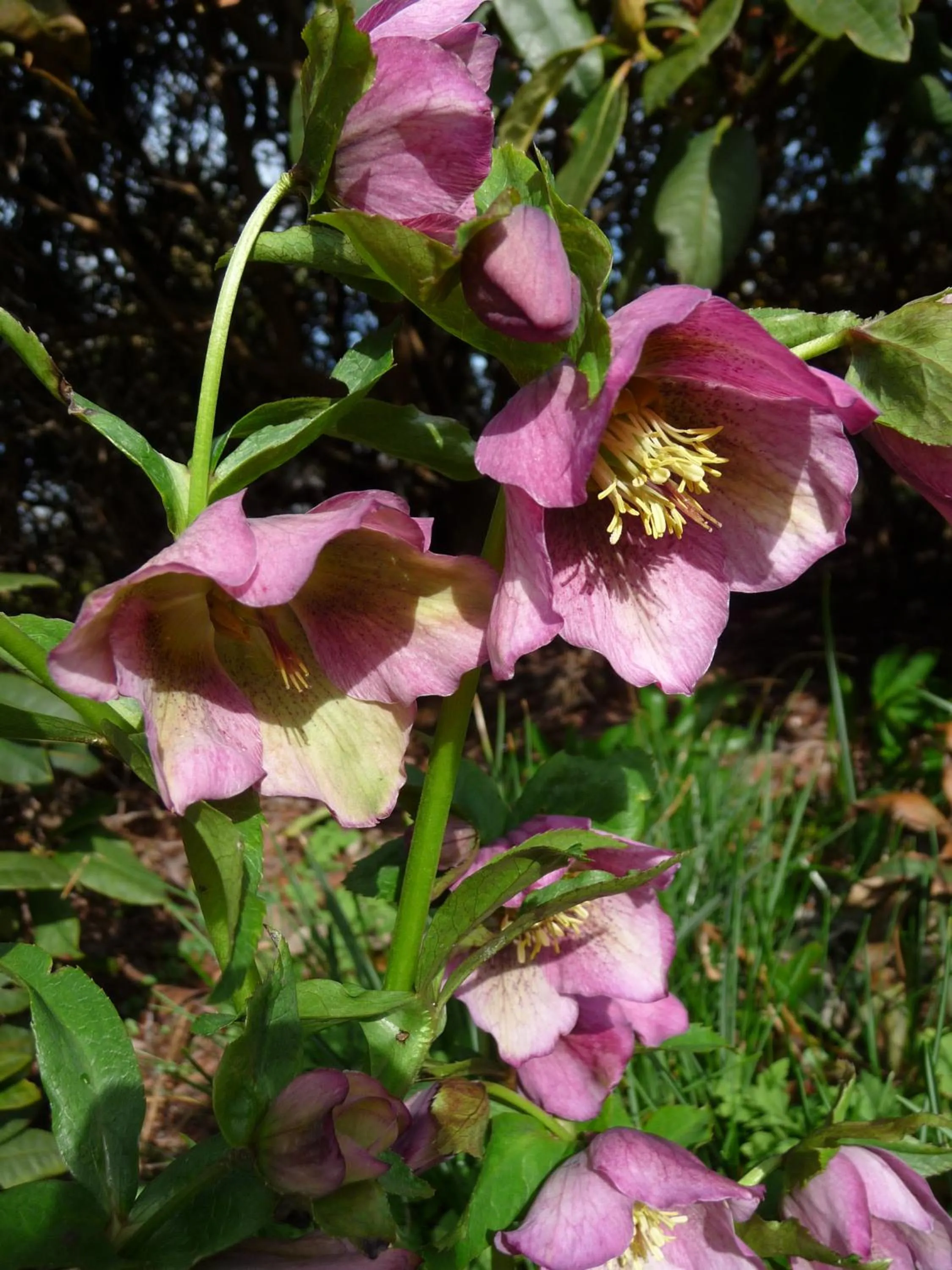 Spring in Selatuinen