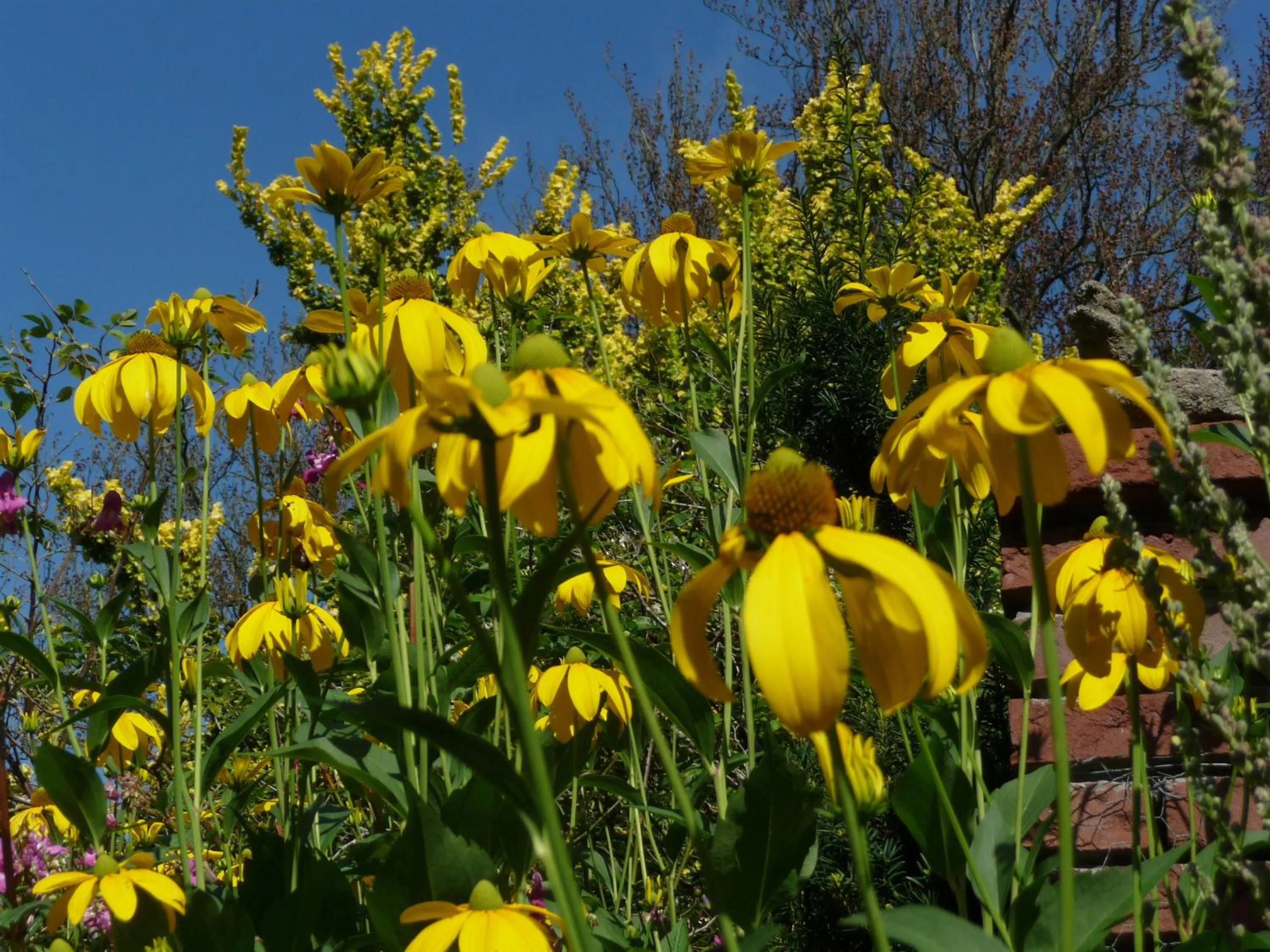 Garden in Selatuinen