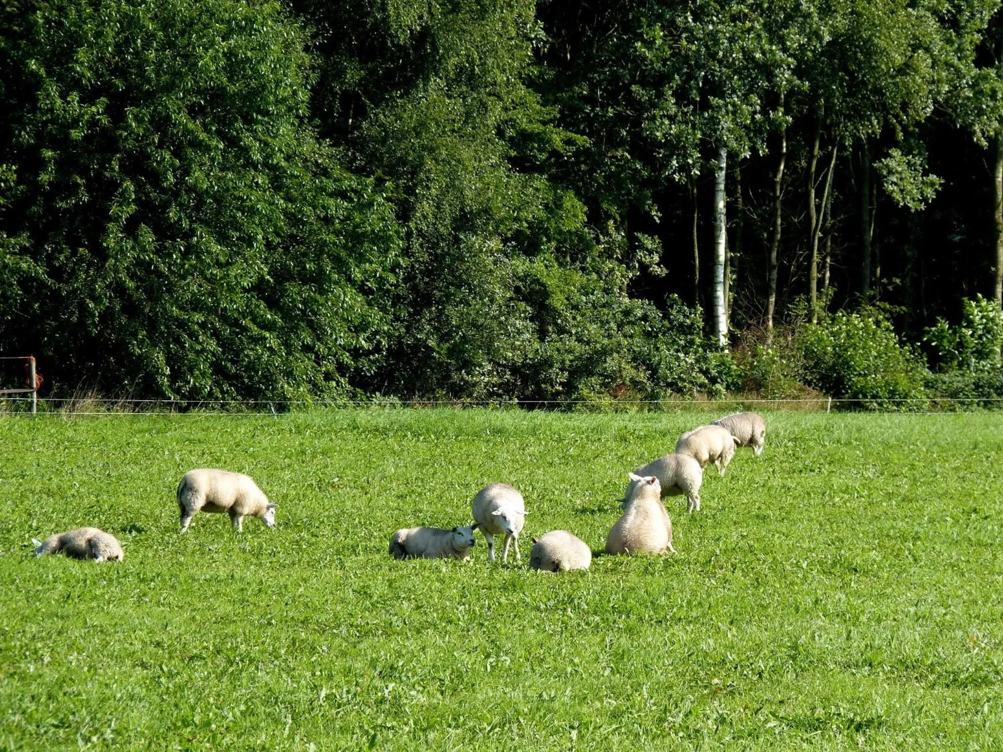 Animals in Selatuinen