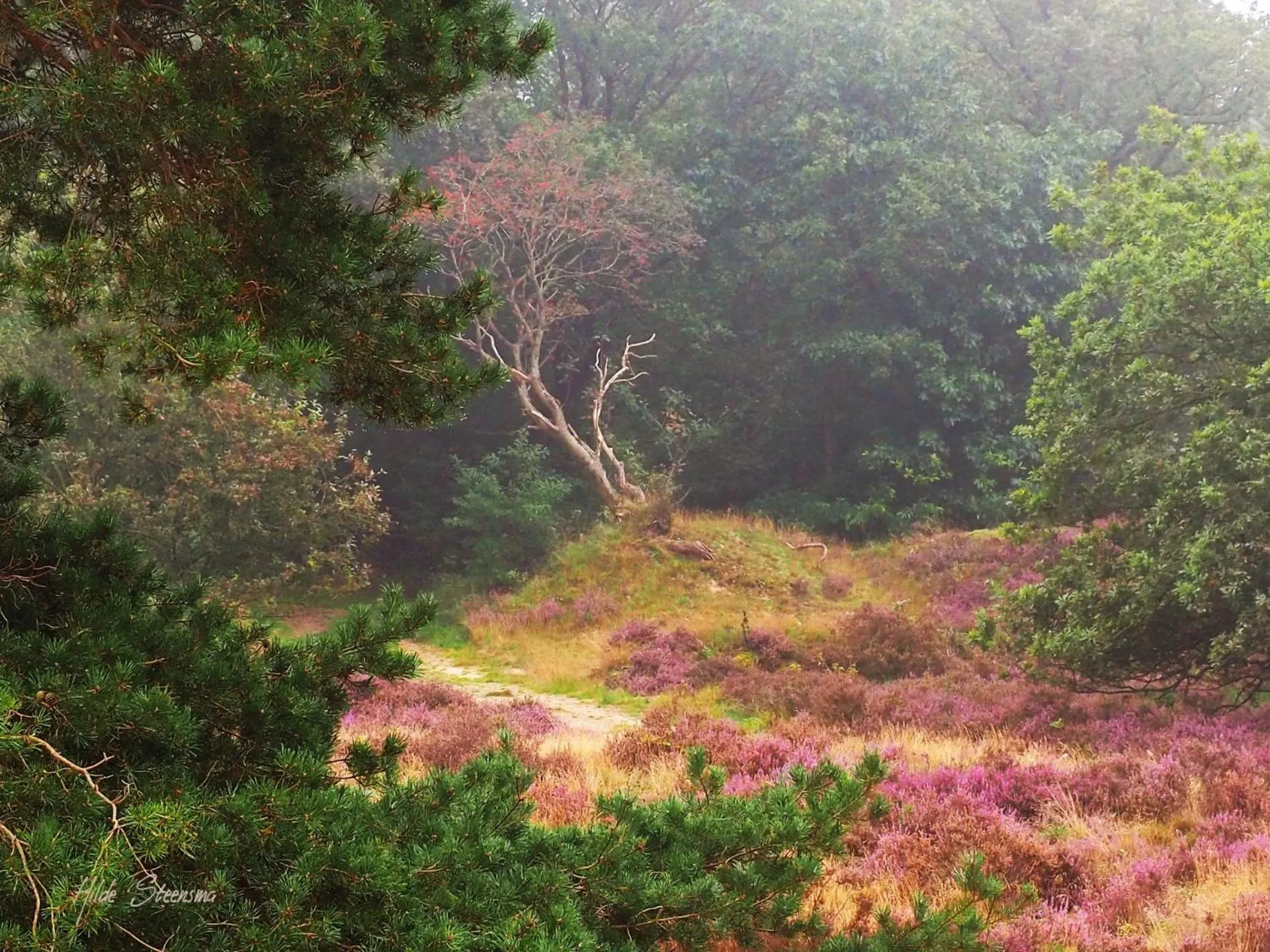 Natural landscape in Selatuinen