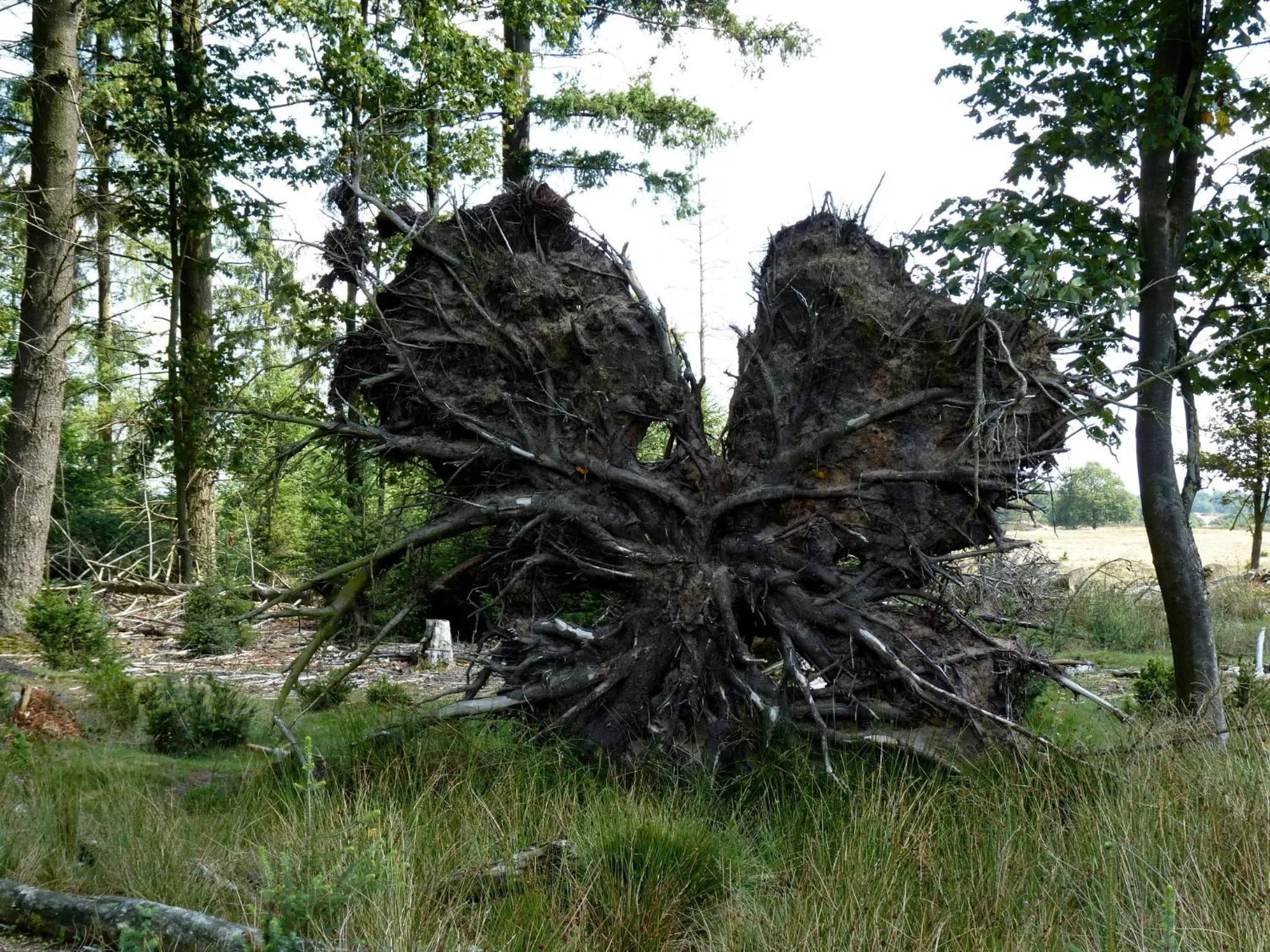 Area and facilities in Selatuinen