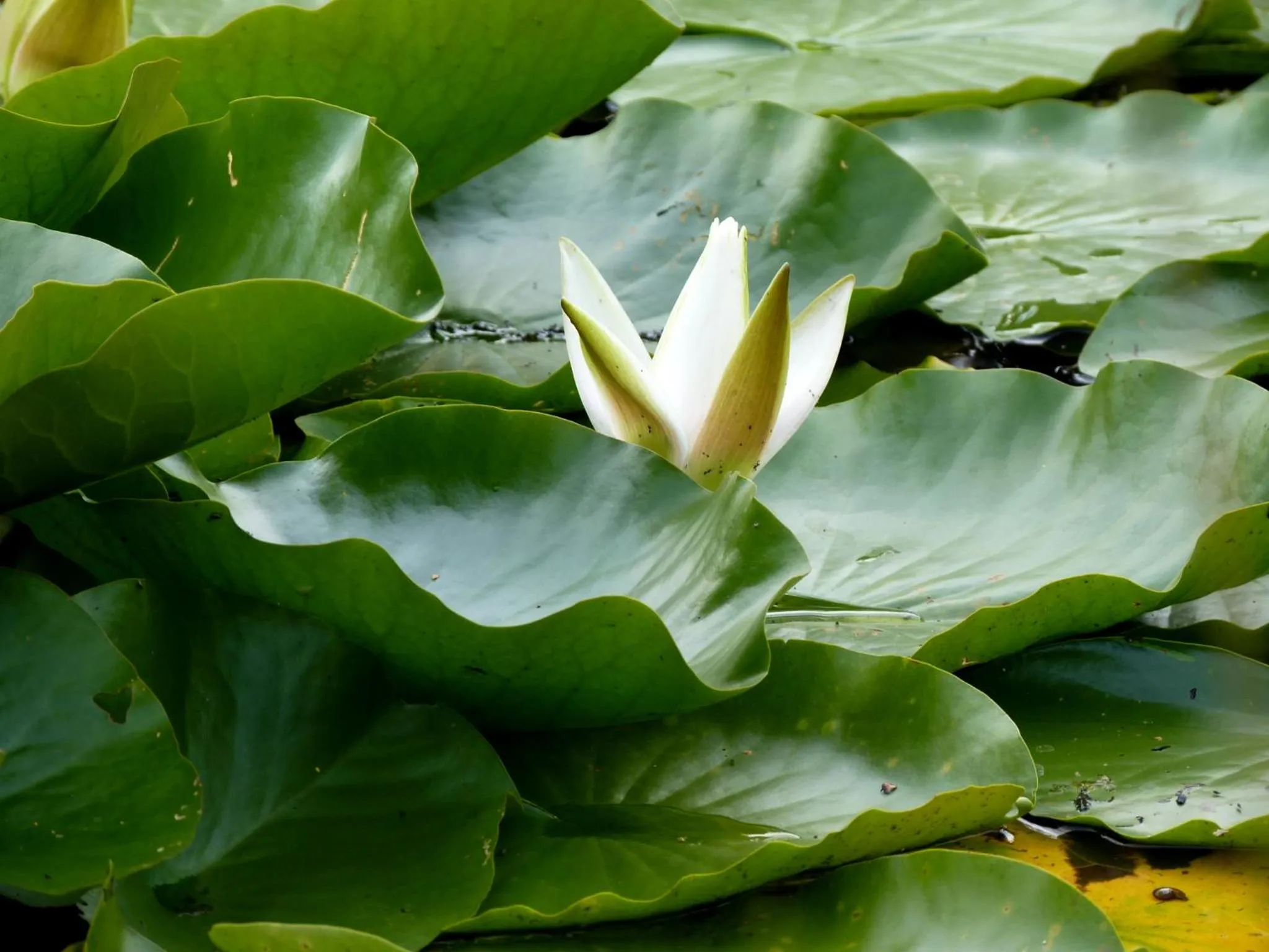 Garden in Selatuinen