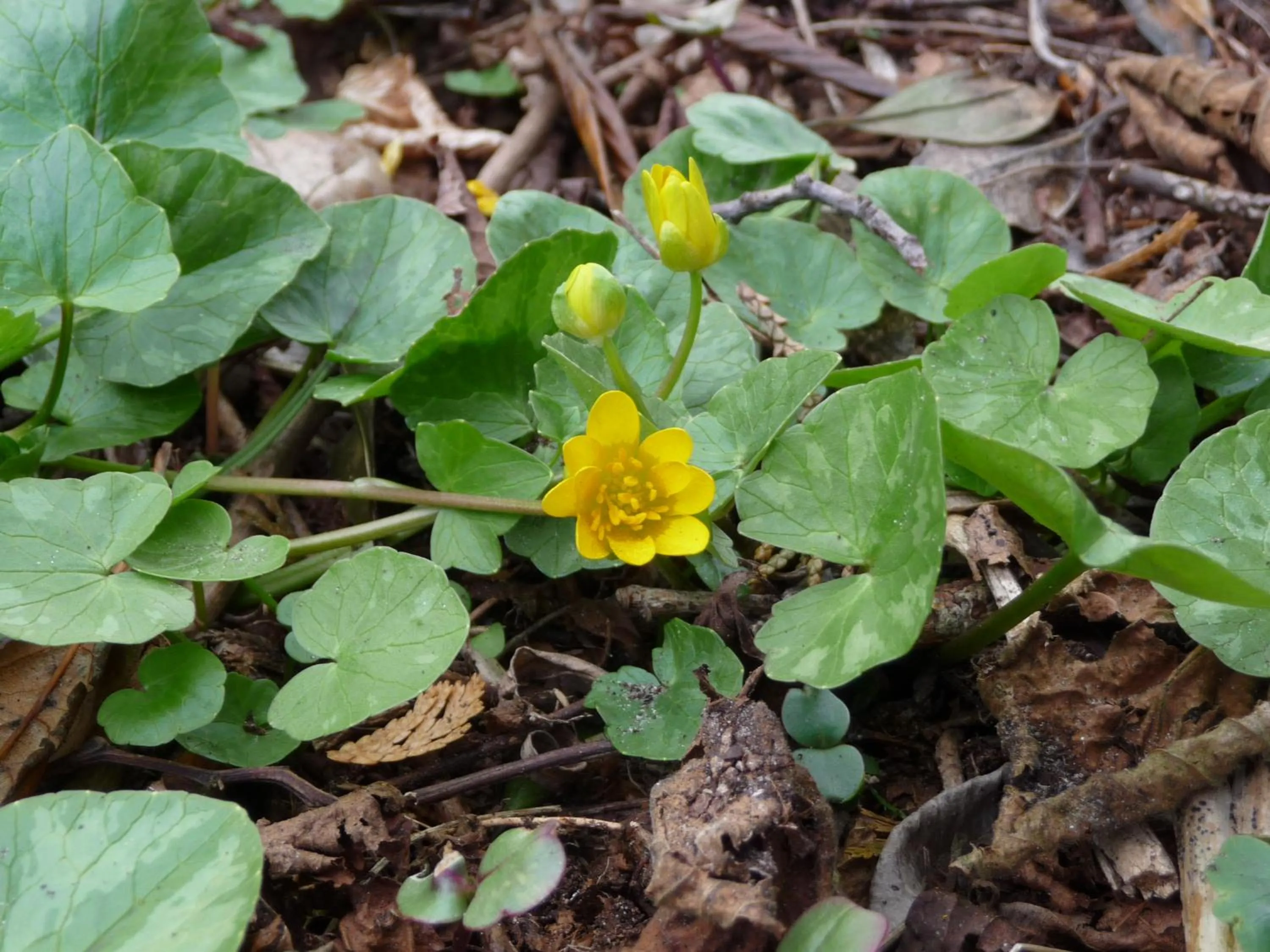 Spring in Selatuinen