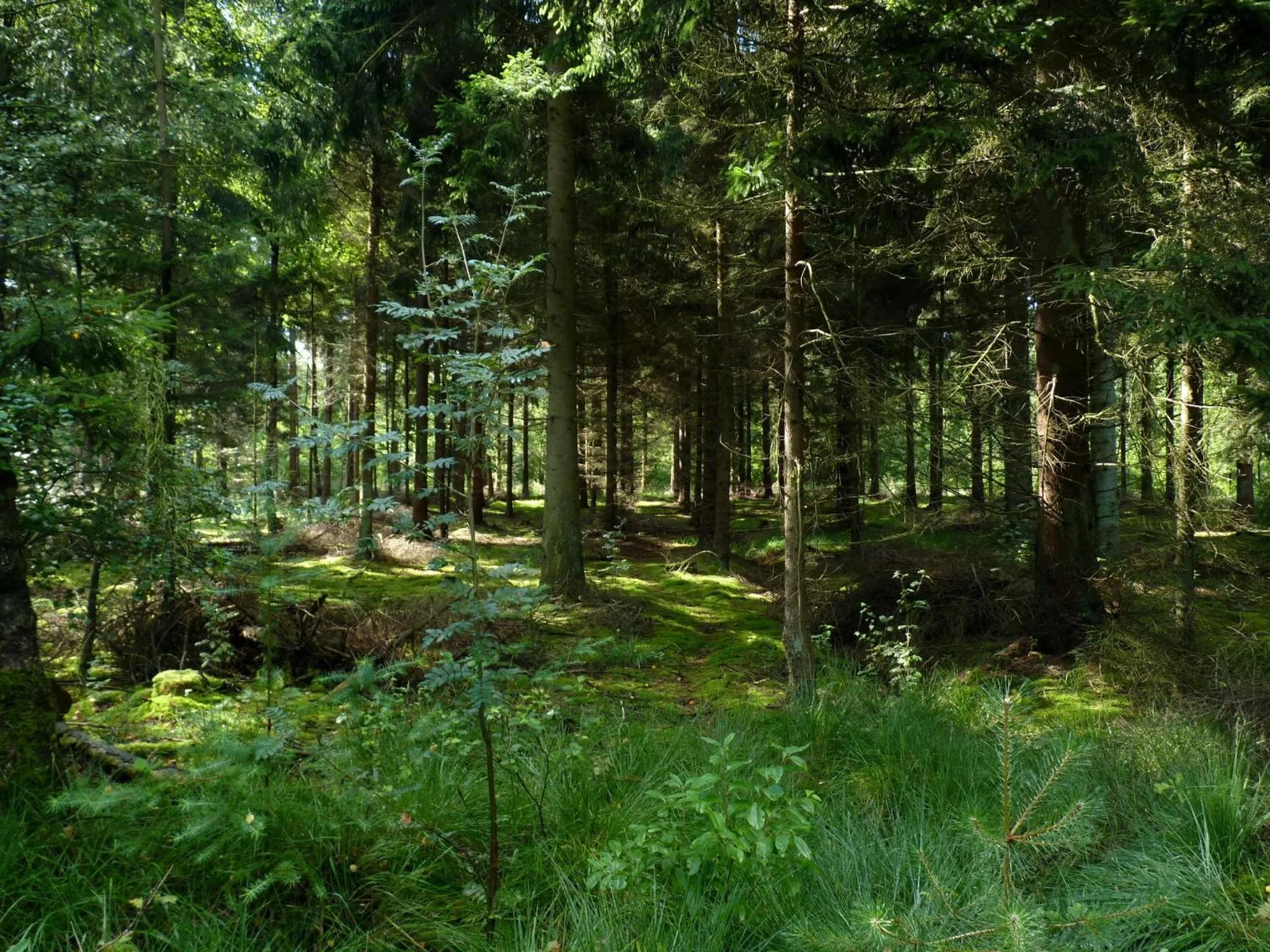 Area and facilities in Selatuinen