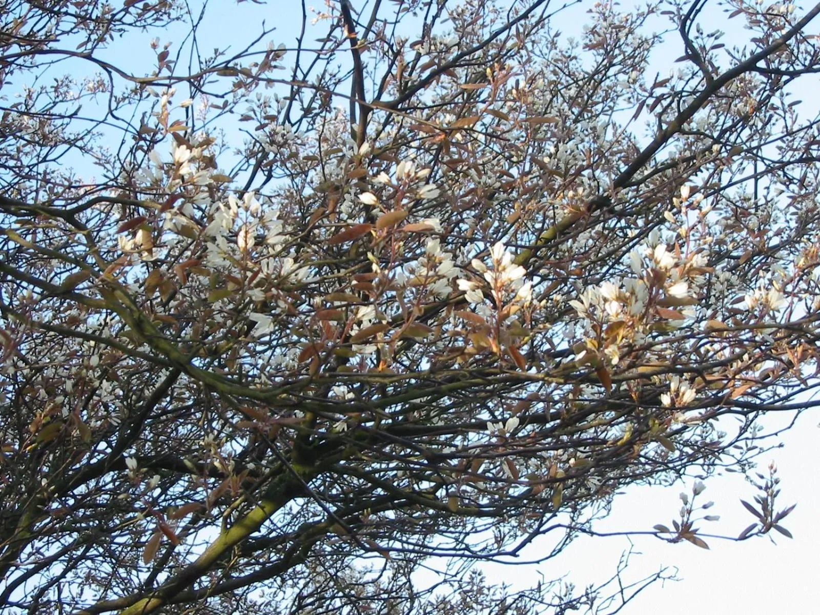 Spring in Selatuinen