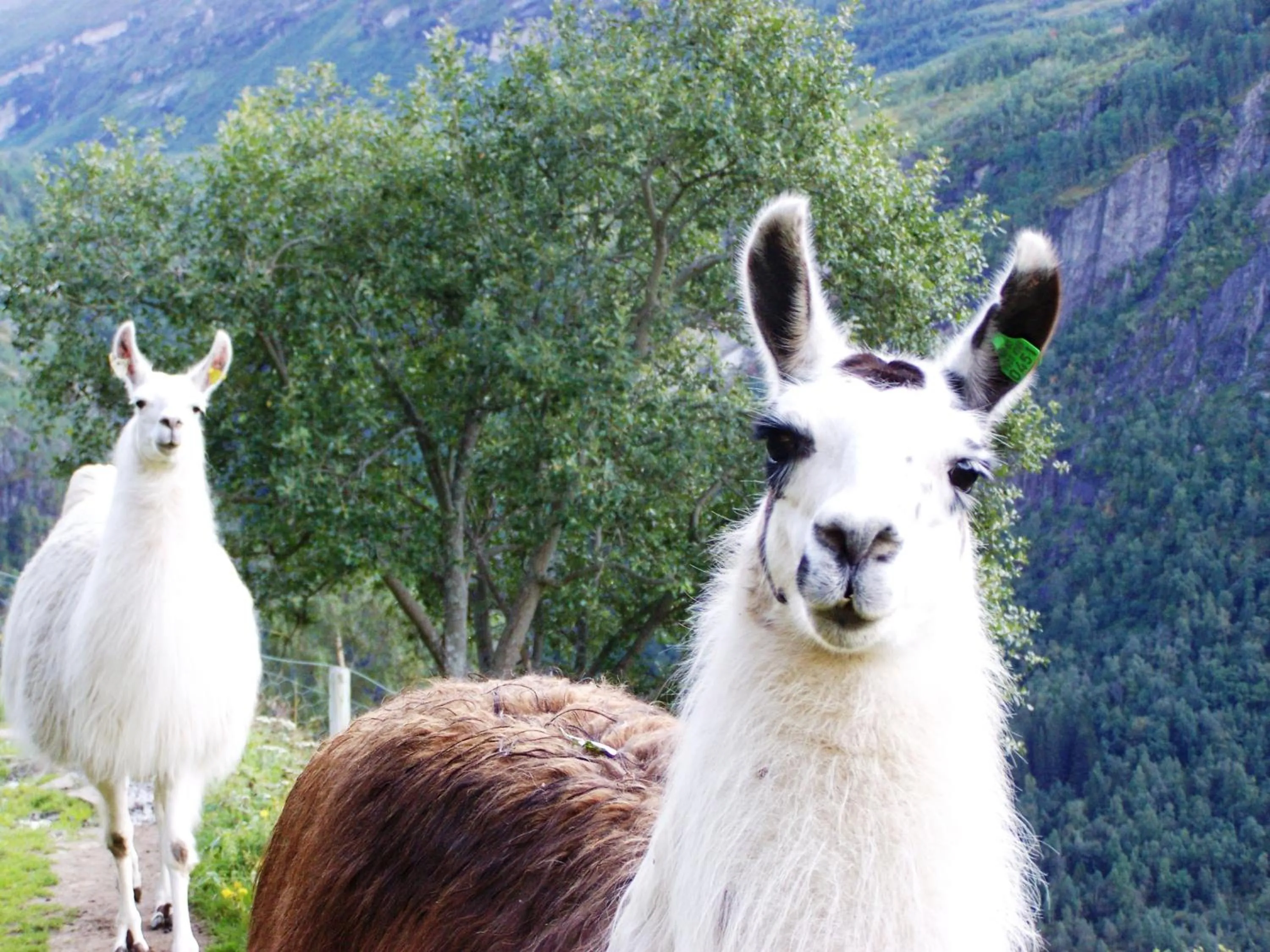 Animals in Westerås Gard