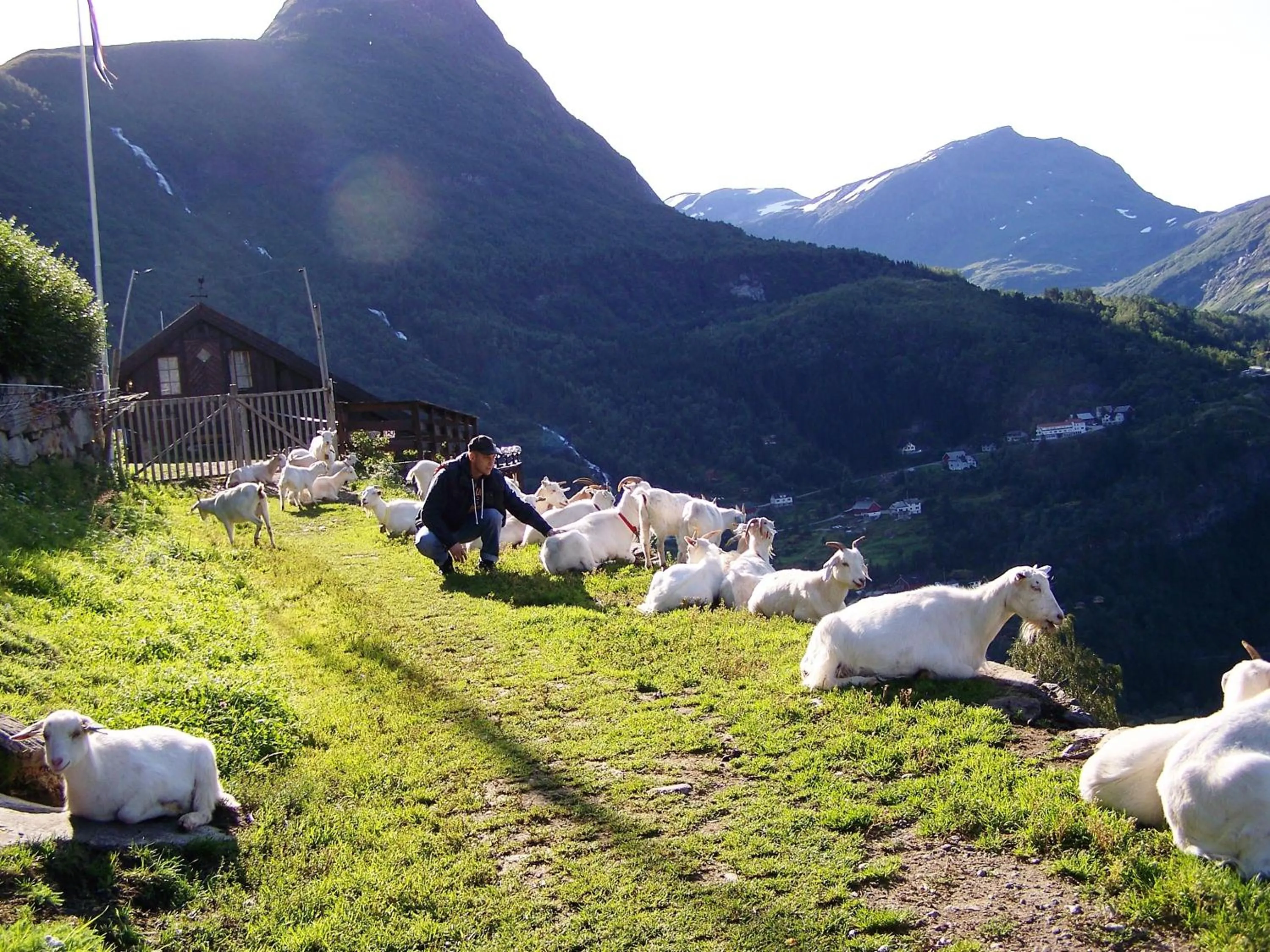 Animals in Westerås Gard