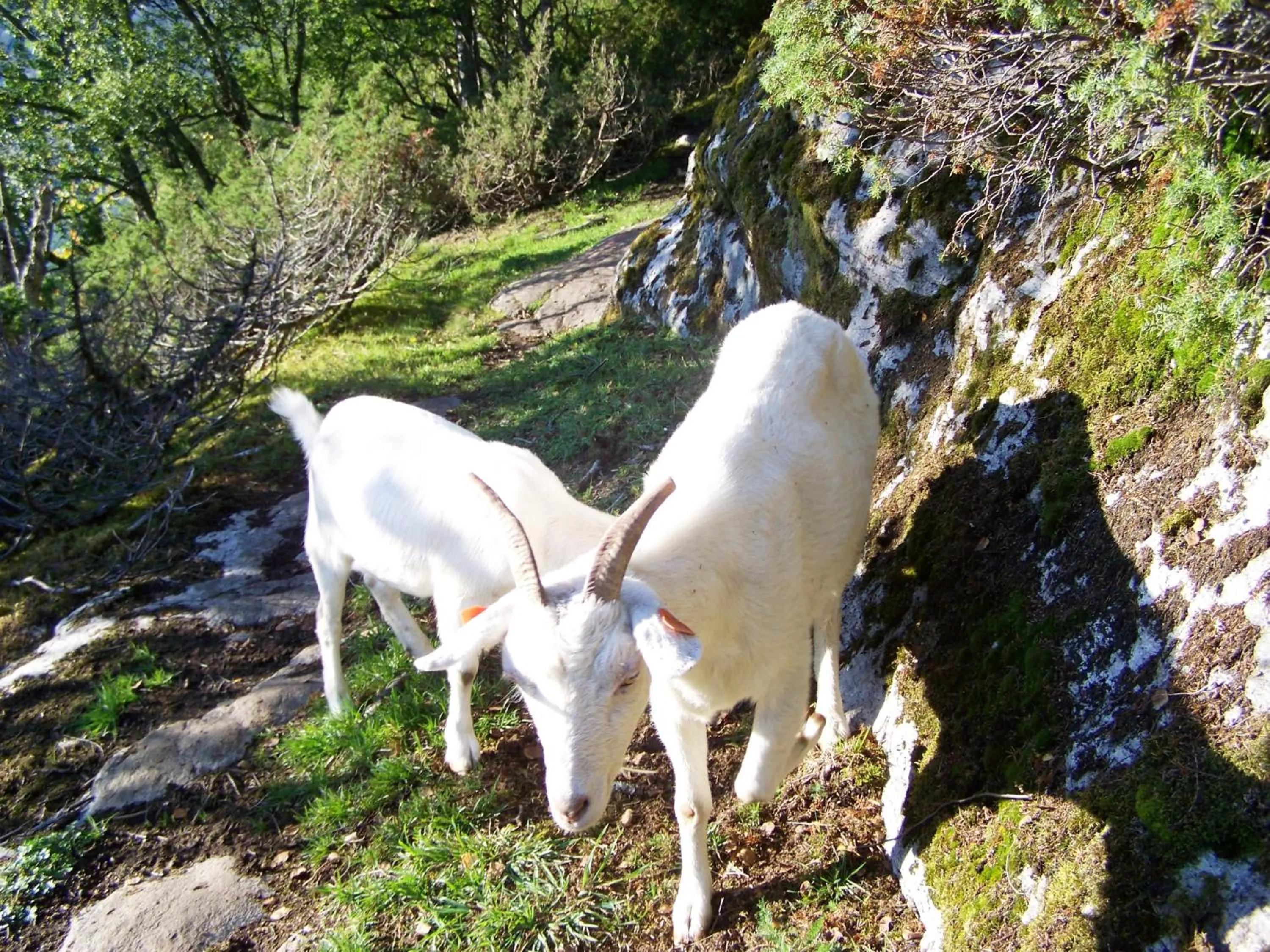 Animals in Westerås Gard