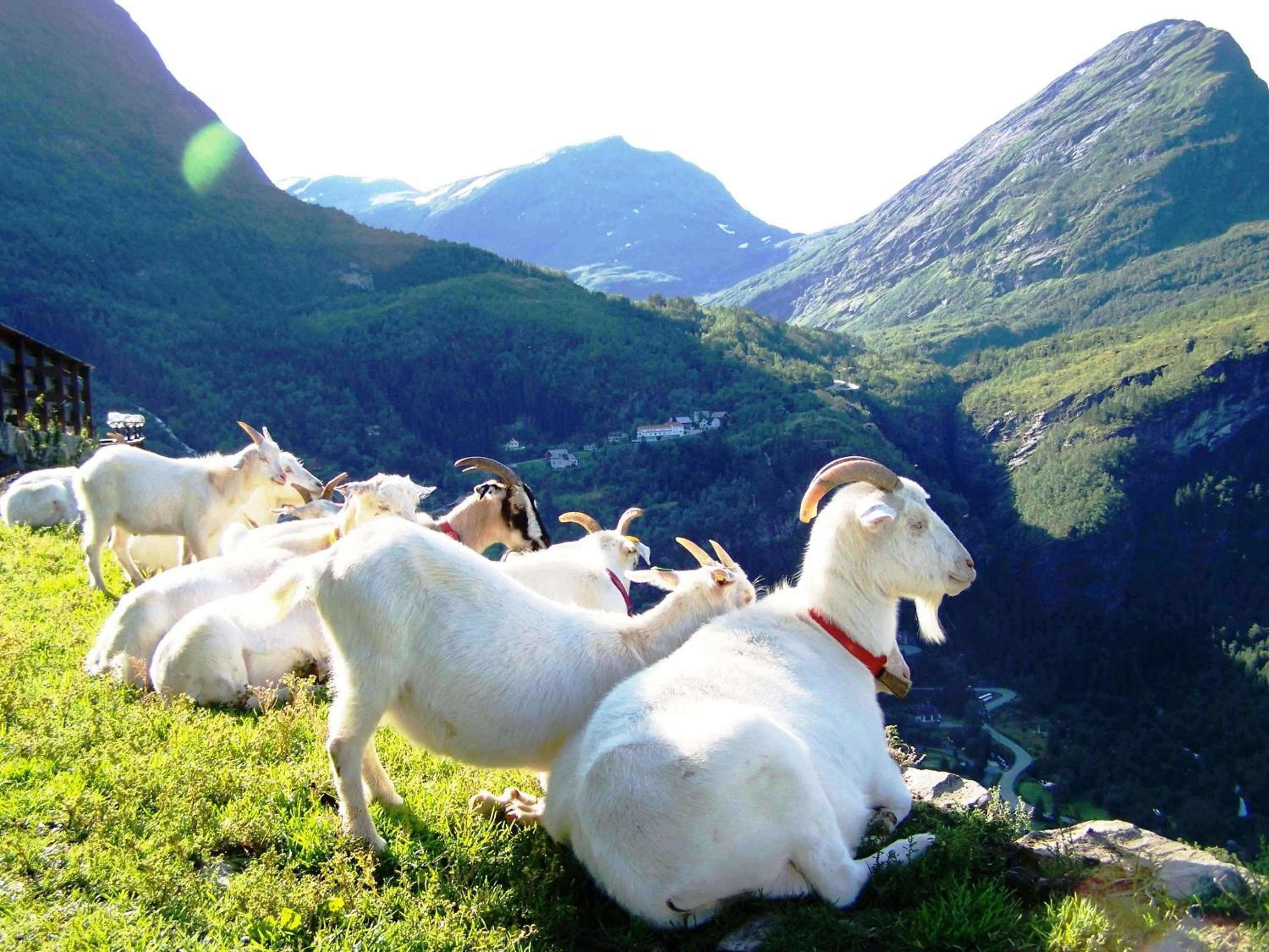 Animals in Westerås Gard