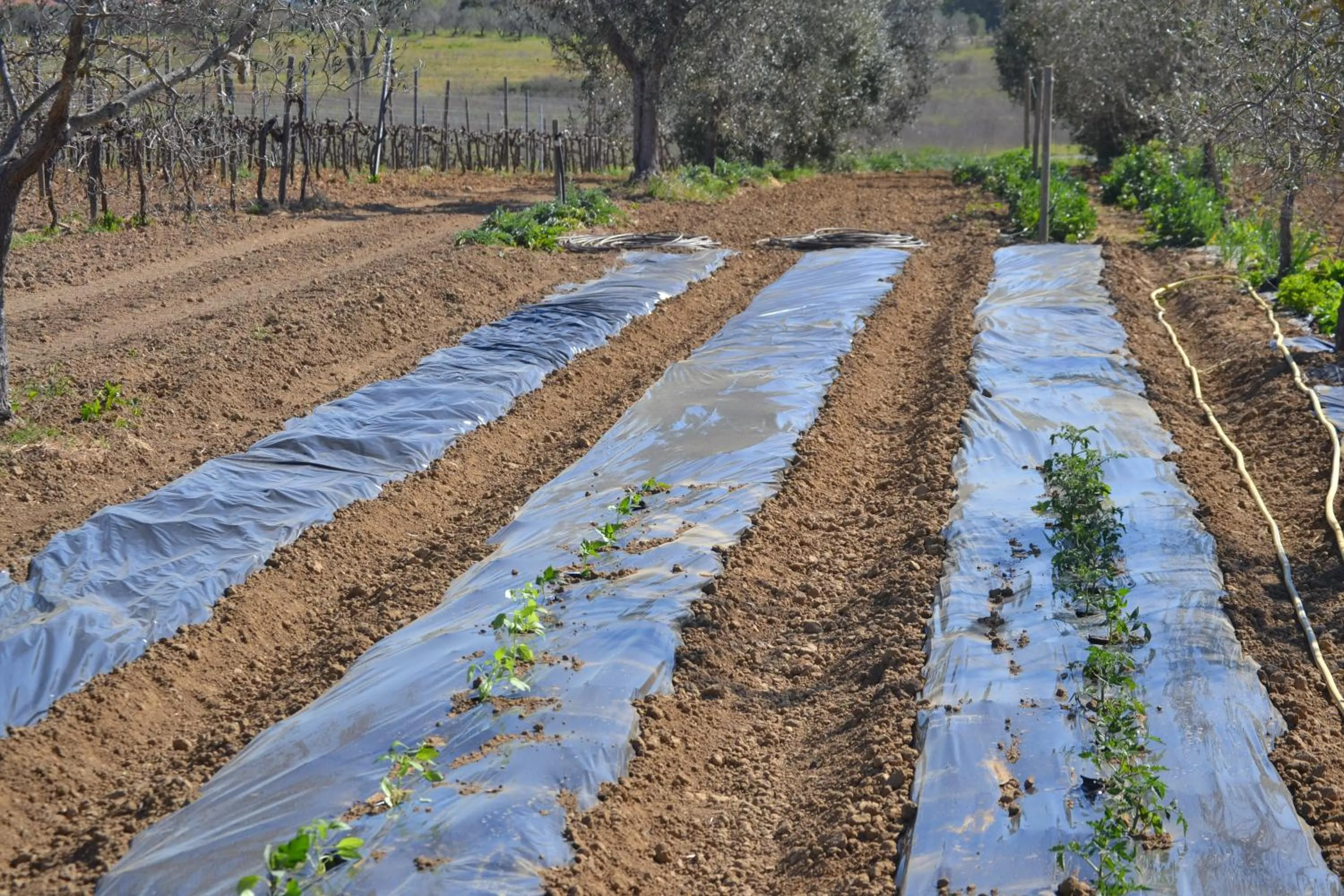 Garden in Agriturismo il Laghetto