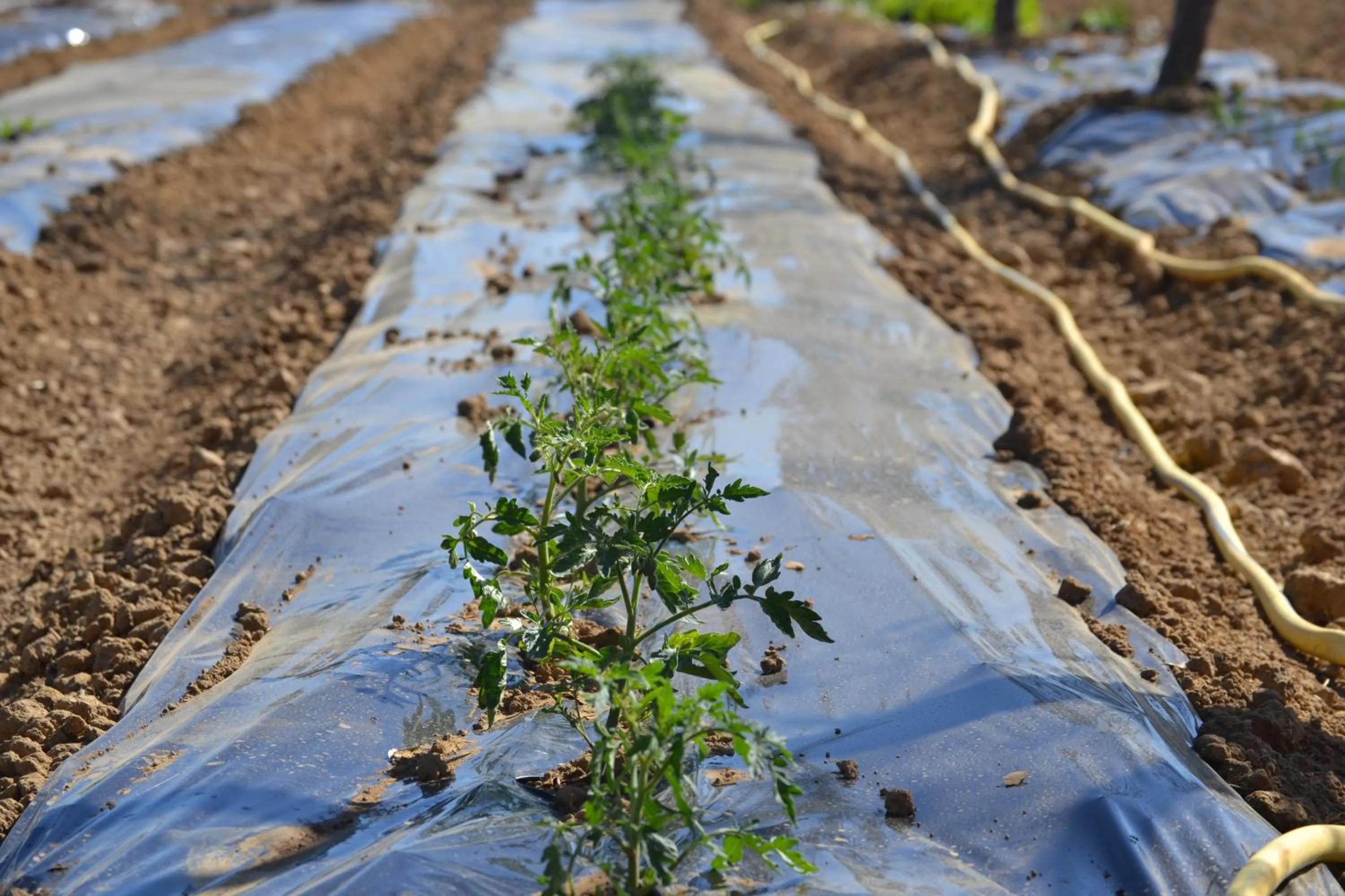 Garden in Agriturismo il Laghetto