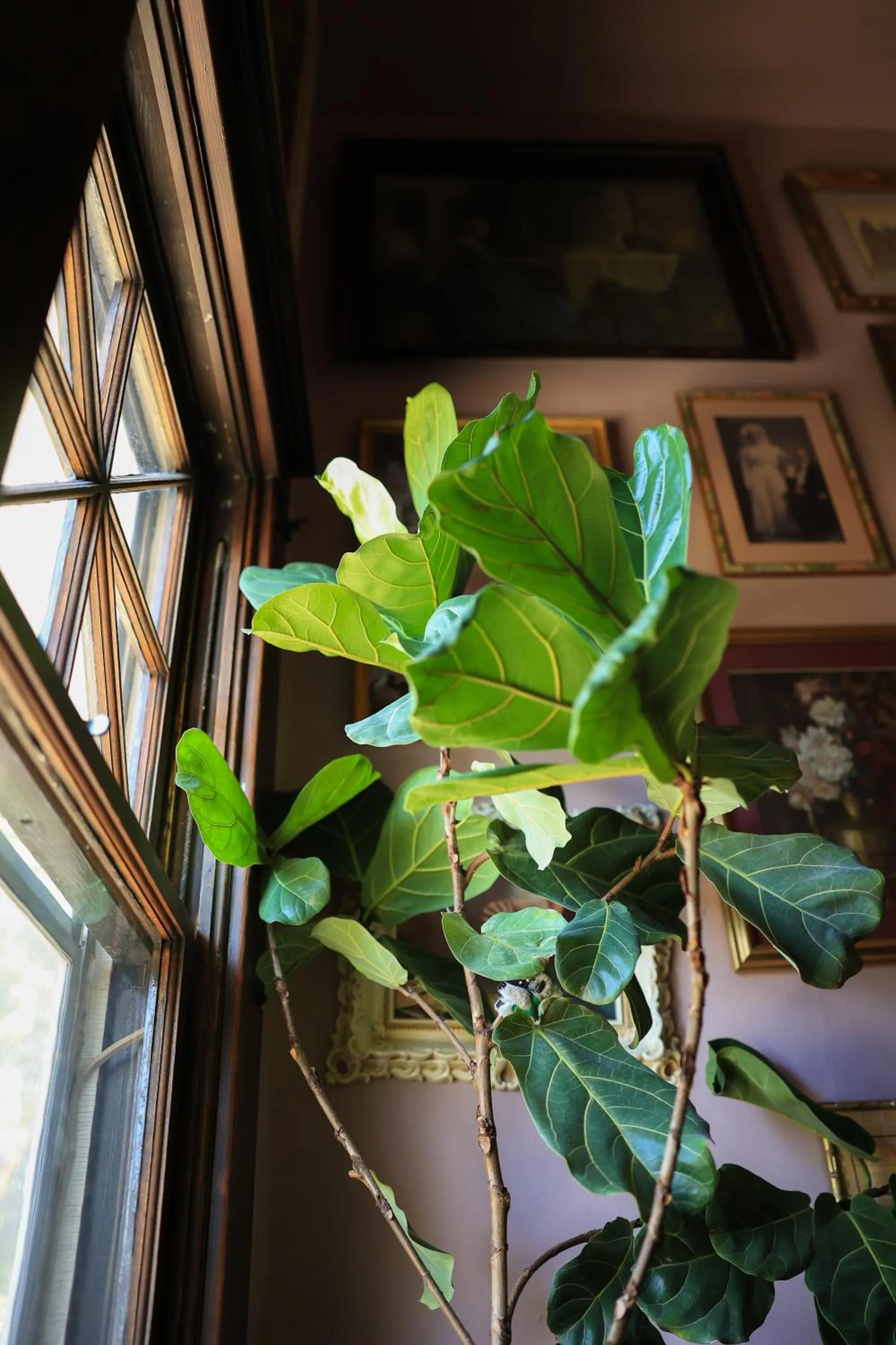Decorative detail in Marianna Stoltz House
