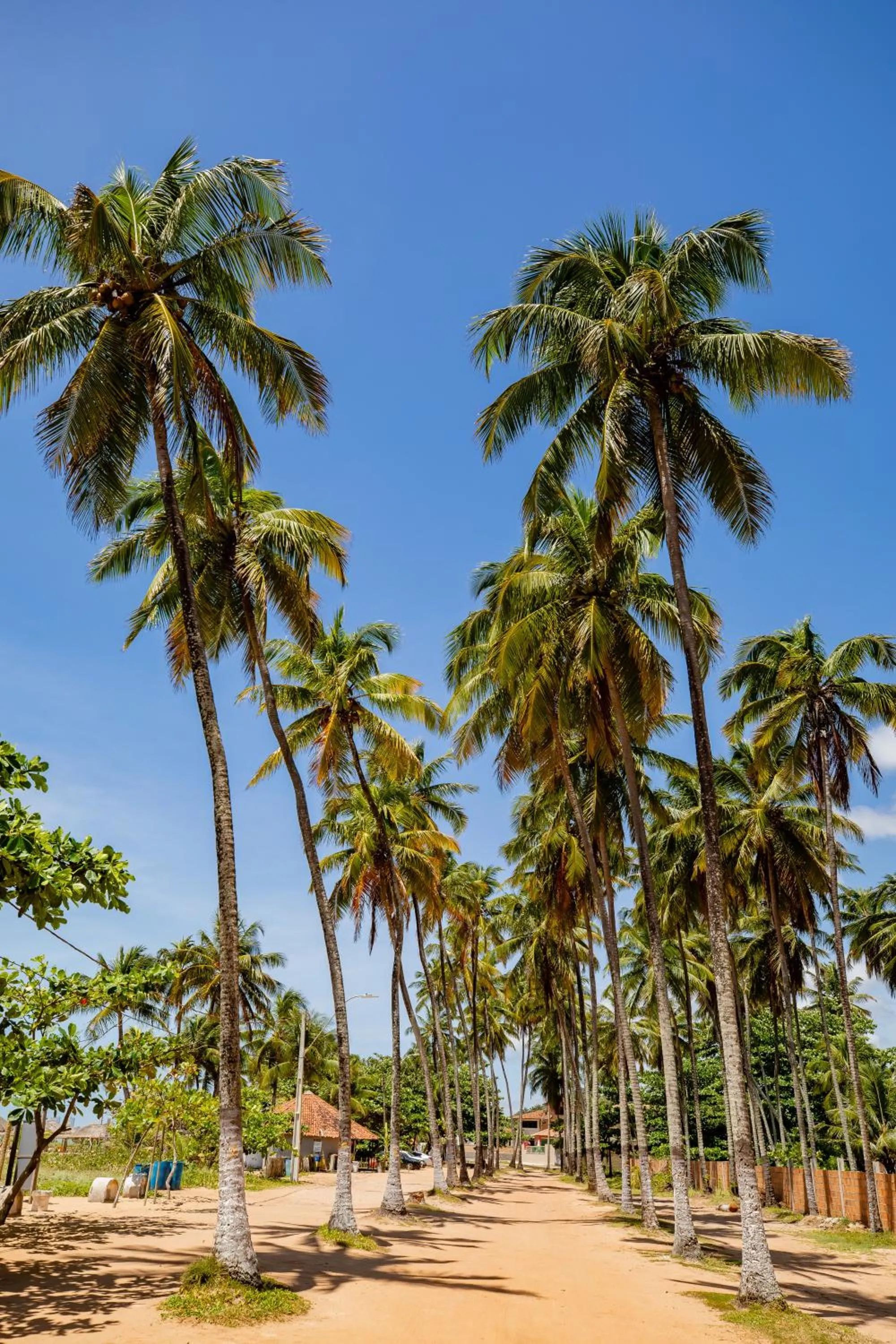 Natural landscape in Moriah Maceió Beach Hotel