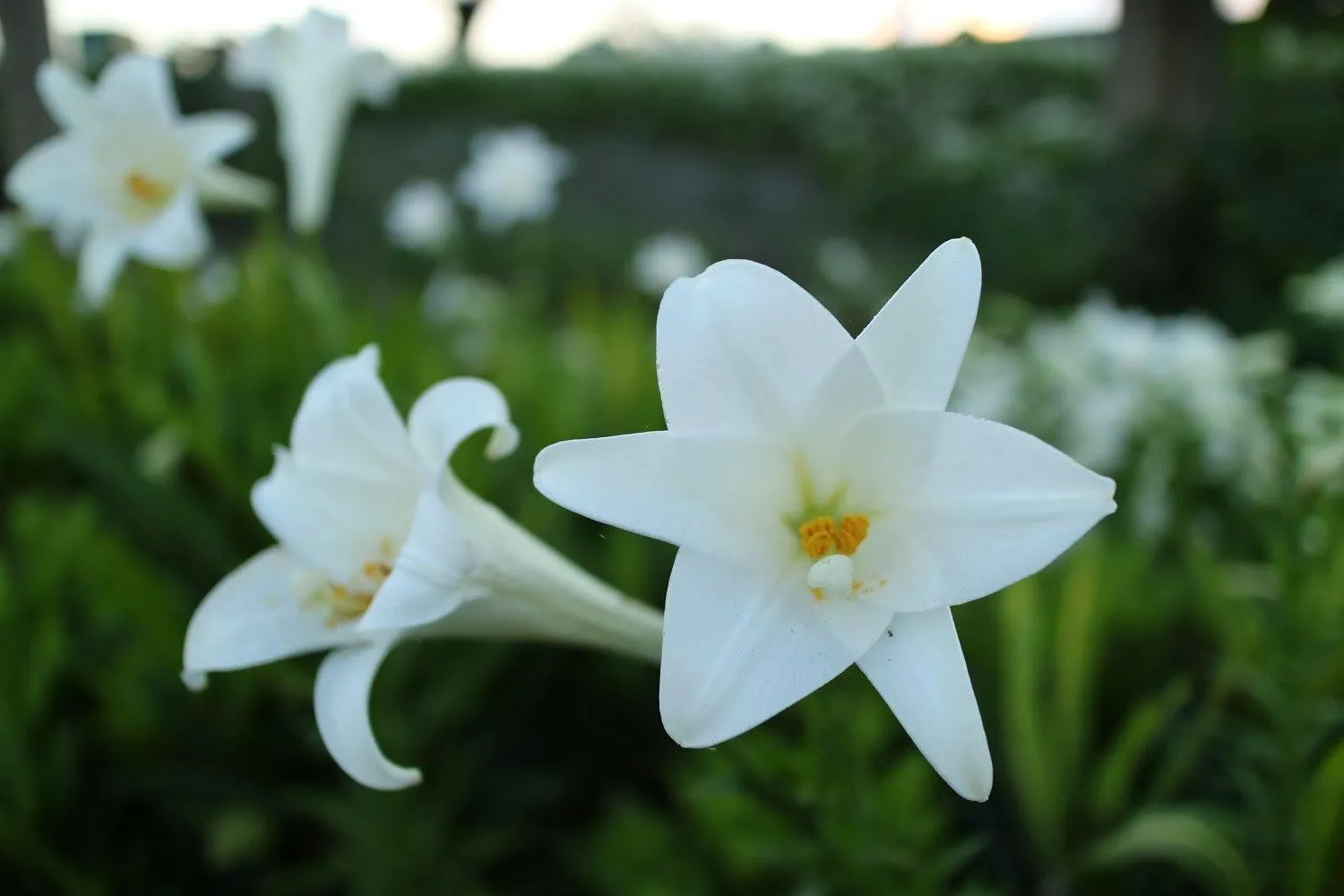 Garden in Countryside B&B