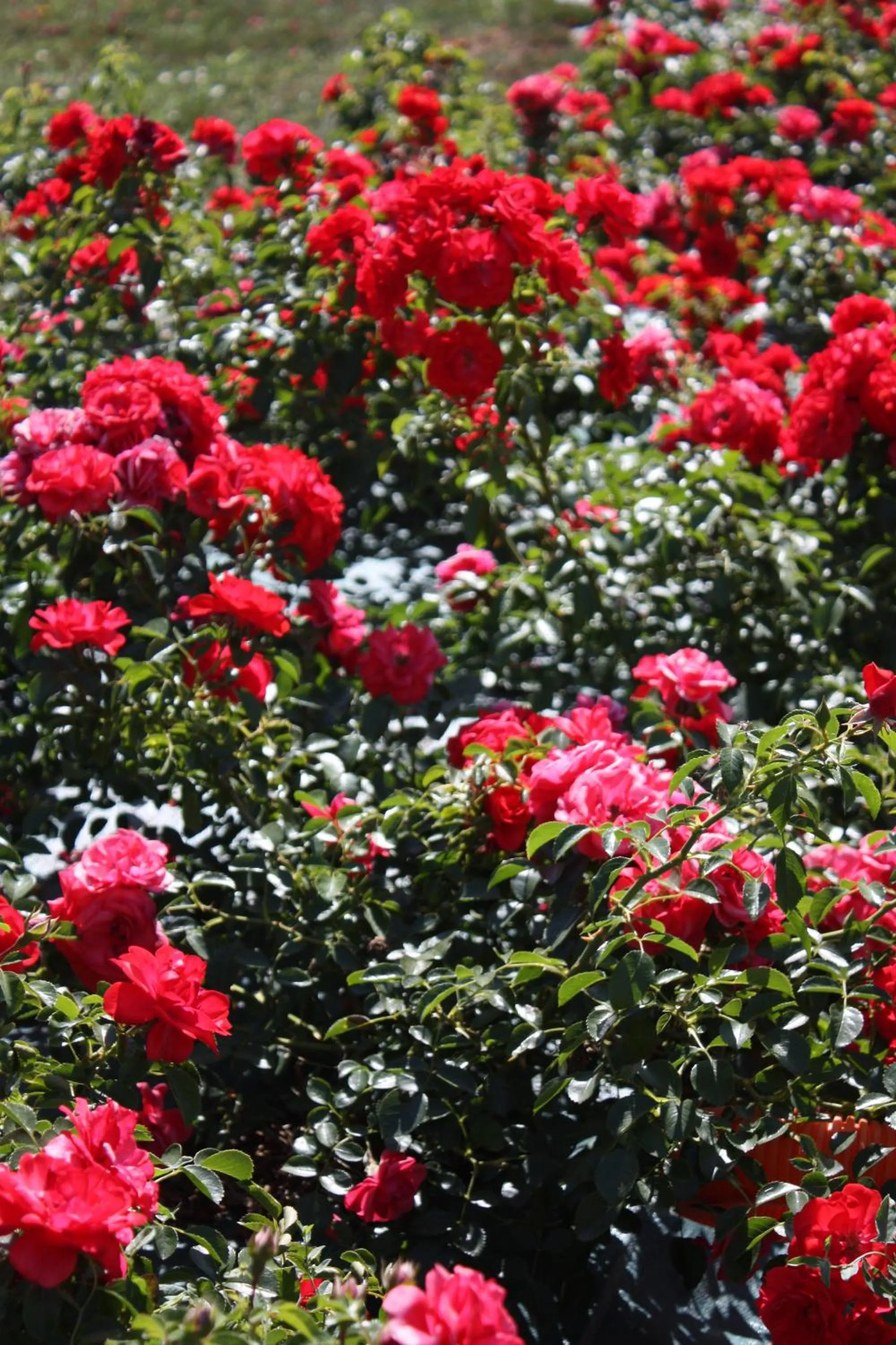 Garden in Agape Hotel Niort- Bessines