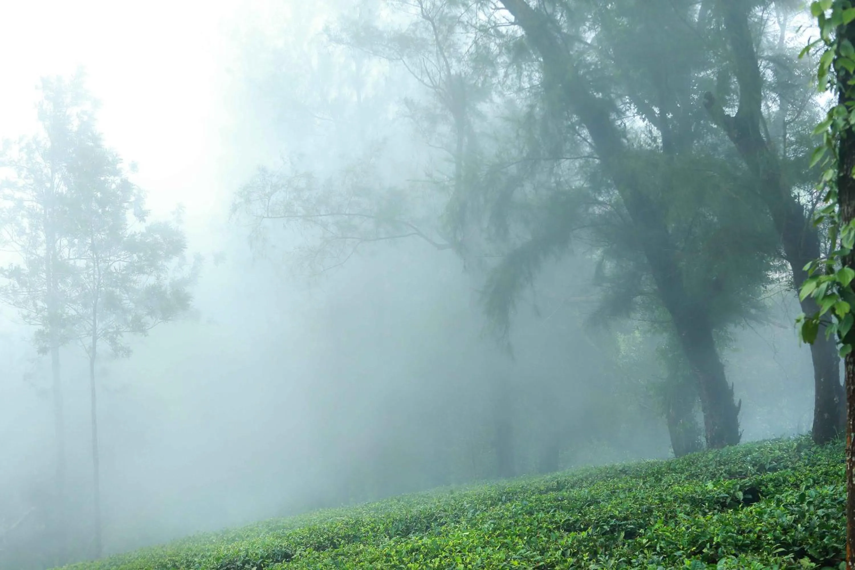 Natural landscape in Misty Mountain Experience