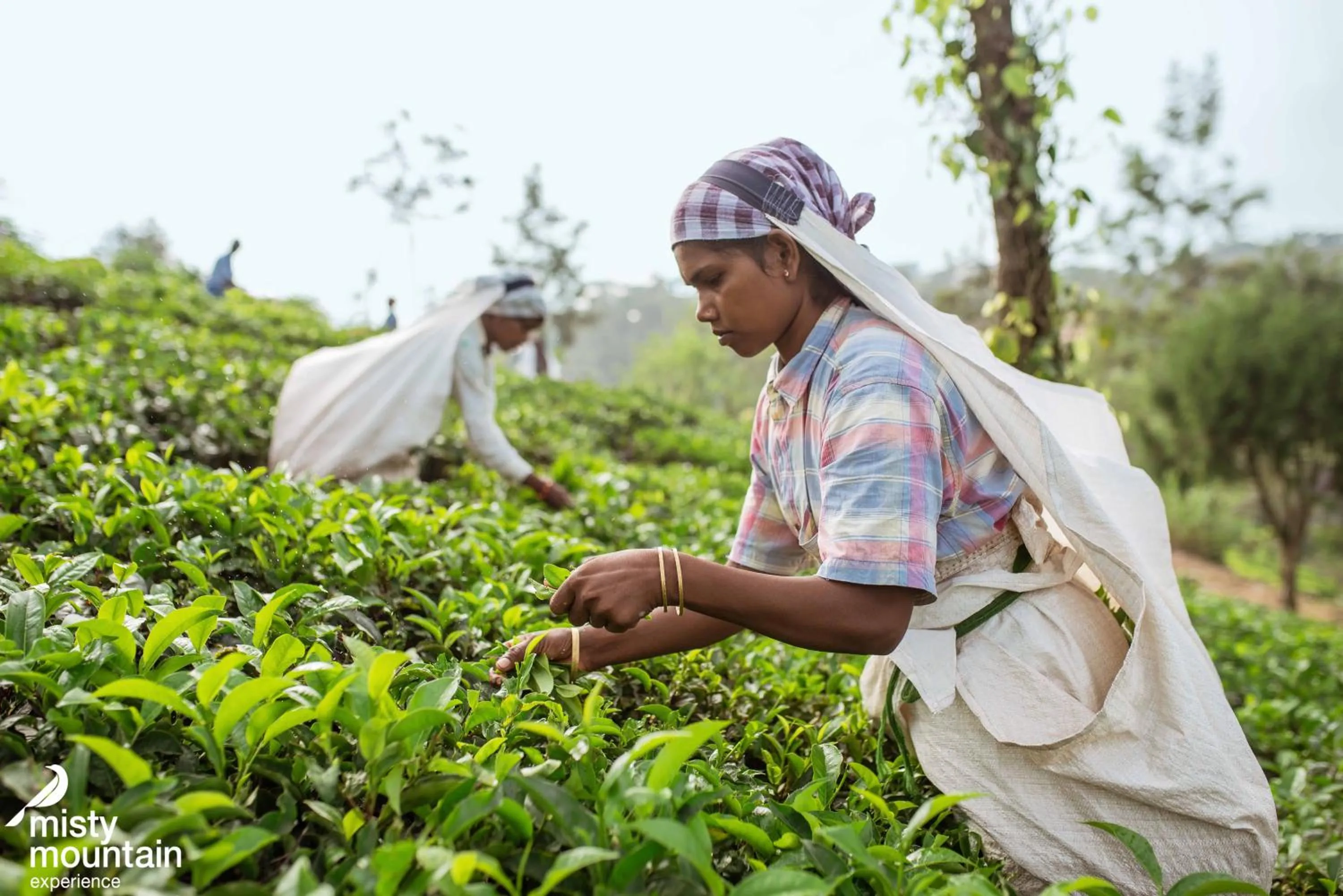 Garden in Misty Mountain Experience